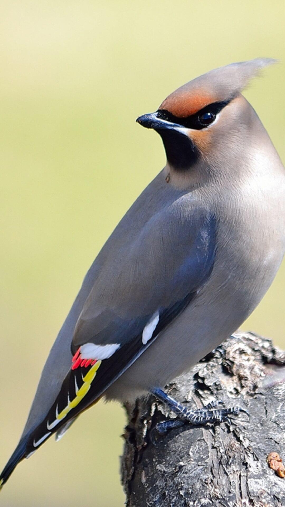 Bohemian Waxwing Wallpaper HD for Android
