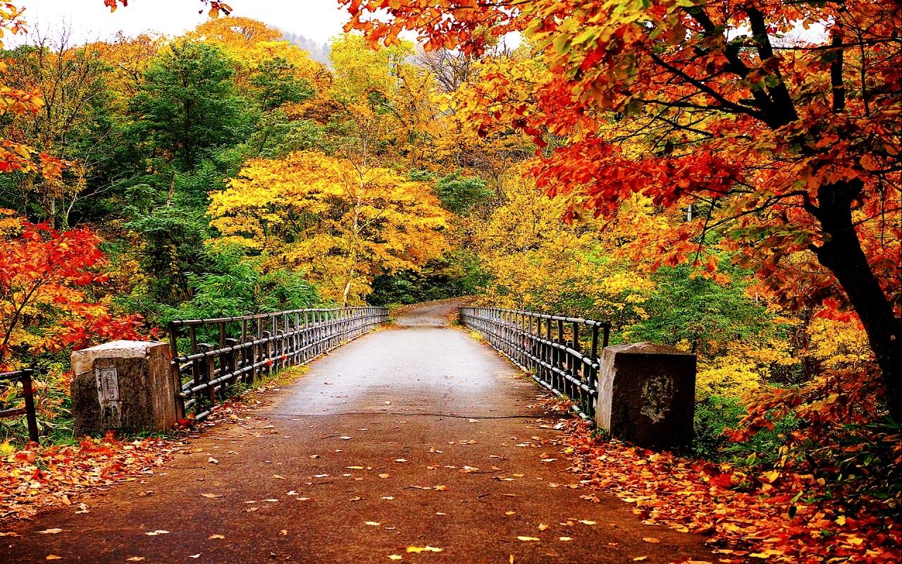 Bridge Through Autumn Park , 1280x800. All For Desktop