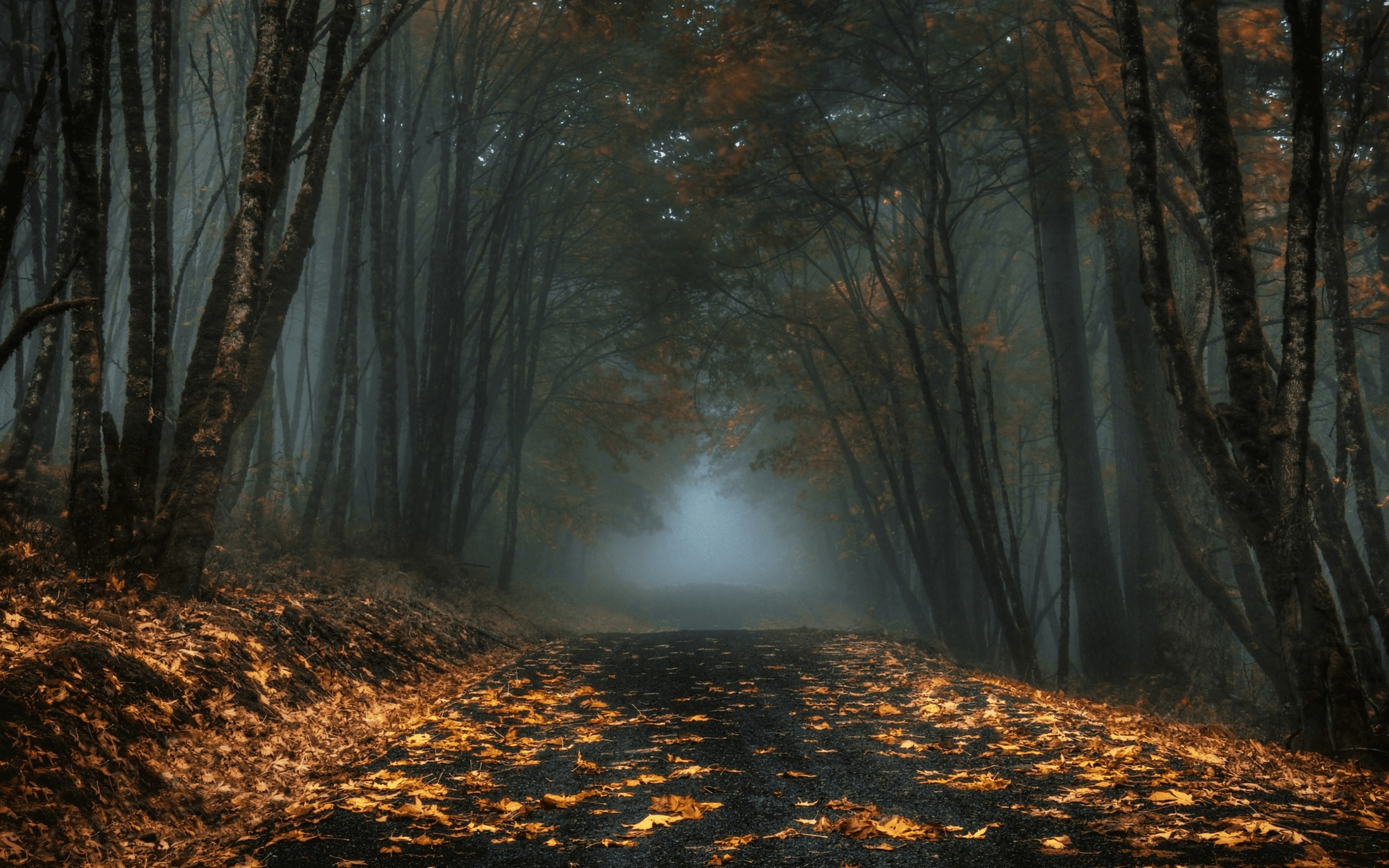 Foggy Autumn Forest Road HD Wallpaper