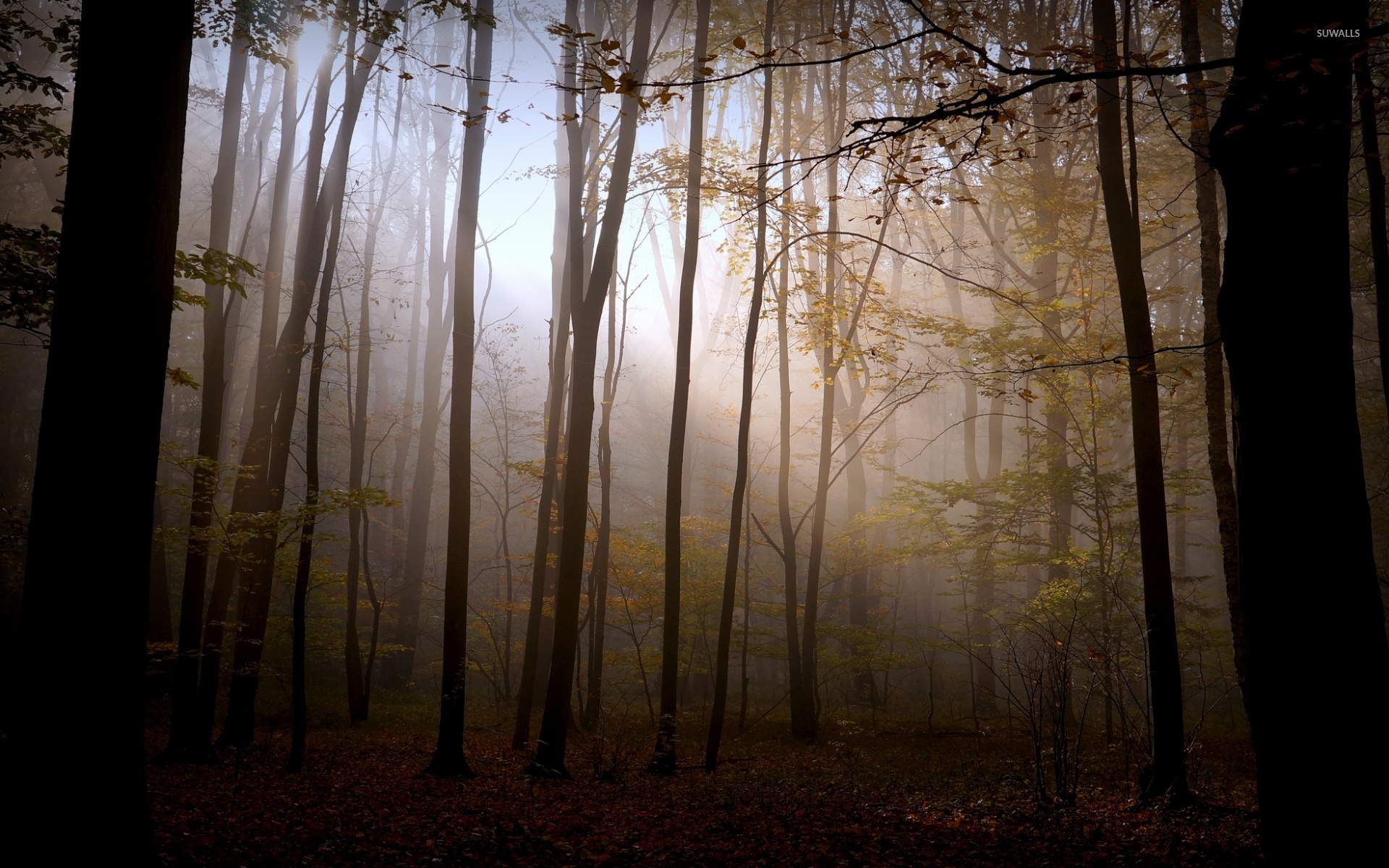 Foggy autumn forest wallpaper