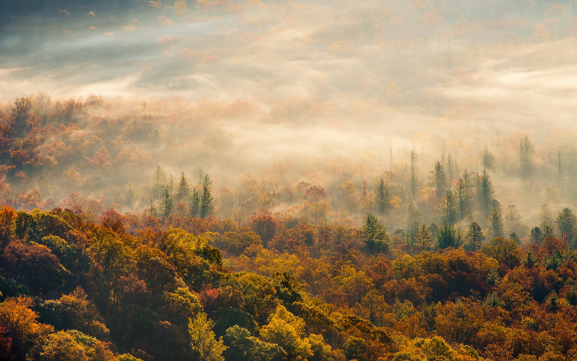 Wallpaper Morning, autumn forest fog 1920x1200 HD Picture, Image