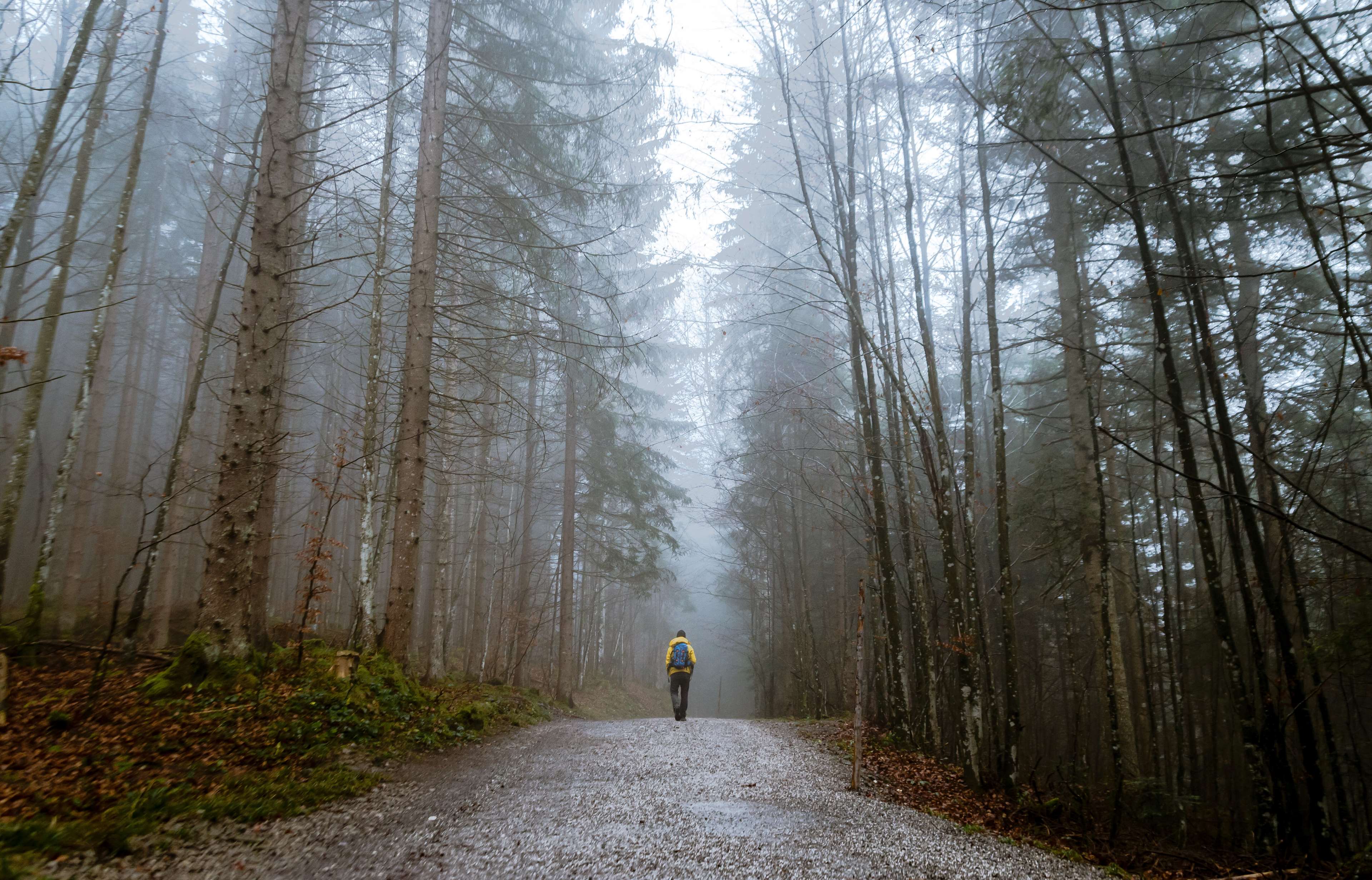 alone, autumn mood forest, cold, countryside, dawn