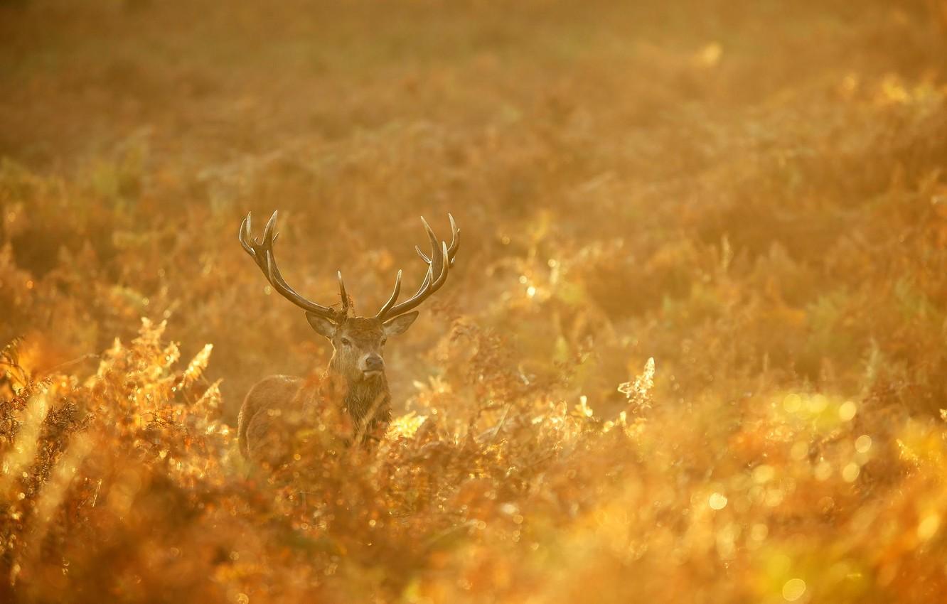 Wallpaper autumn, forest, nature, gold, deer, morning, red, forest, nature, animal, deer, wild, Emi, stag image for desktop, section животные