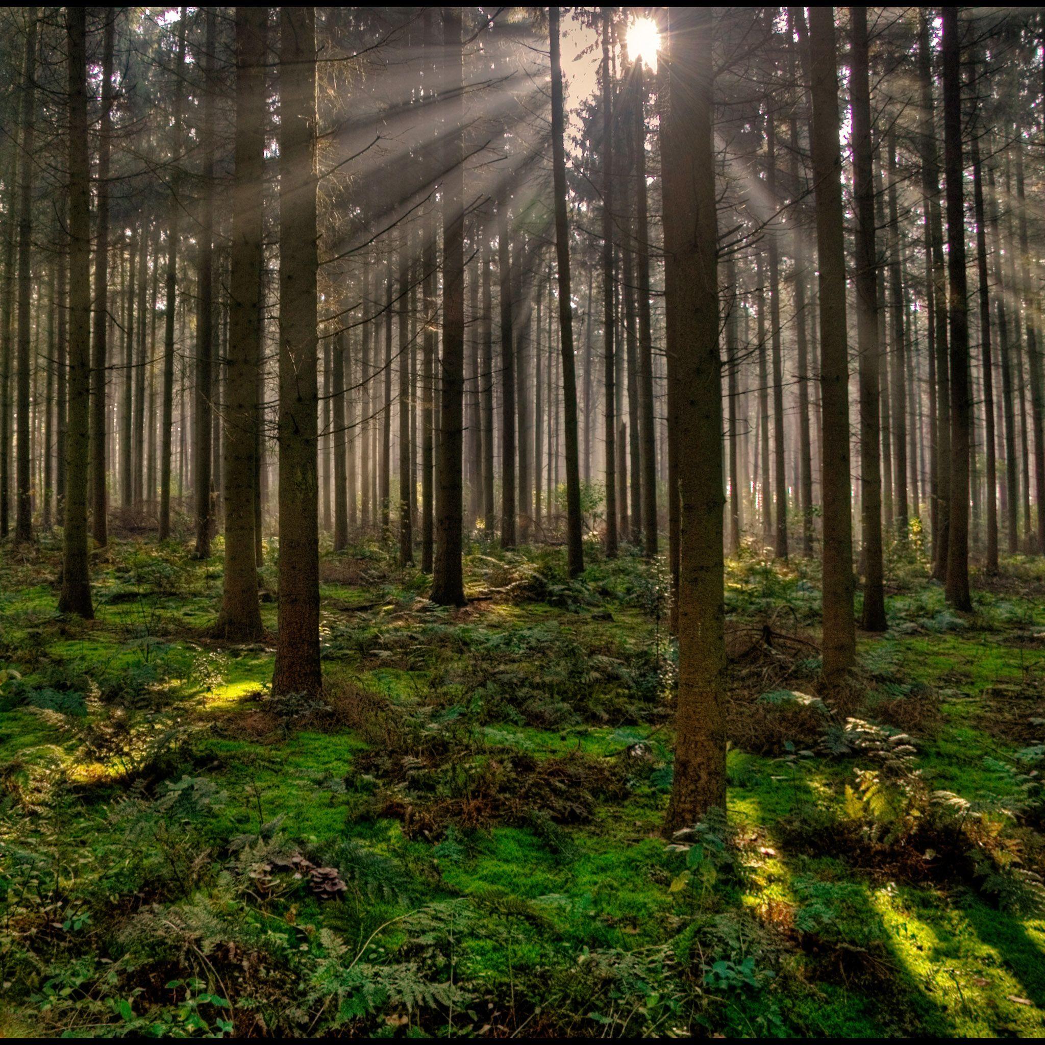 Vertical Forest Wallpaper