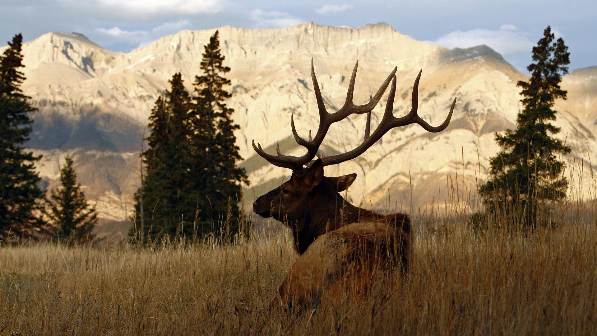bull elk images