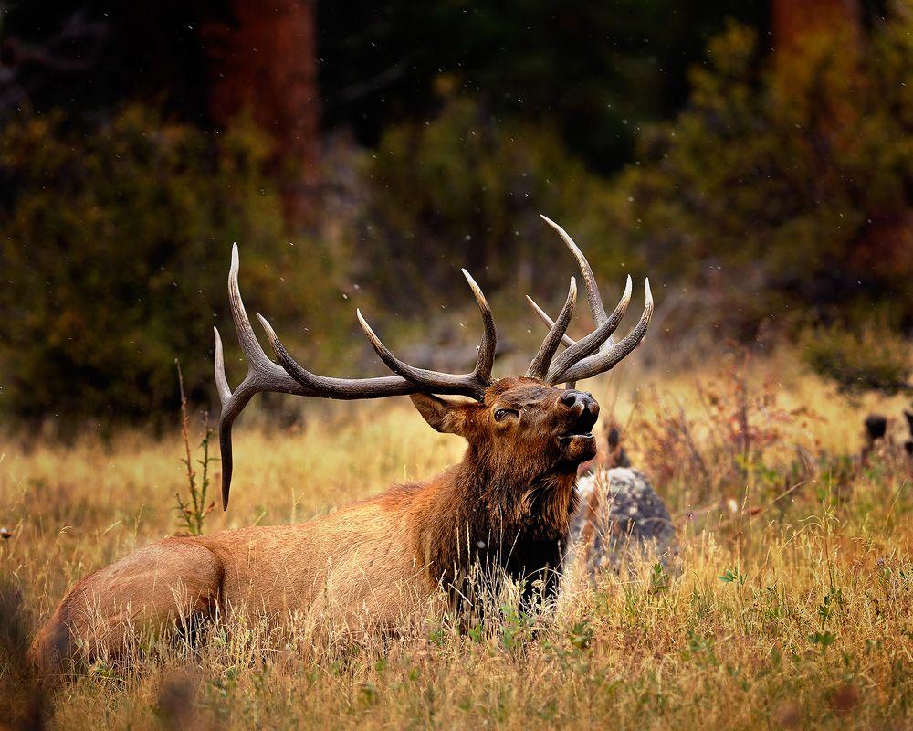 Bedded elk bugling. Beautiful Art and Photography. Deer