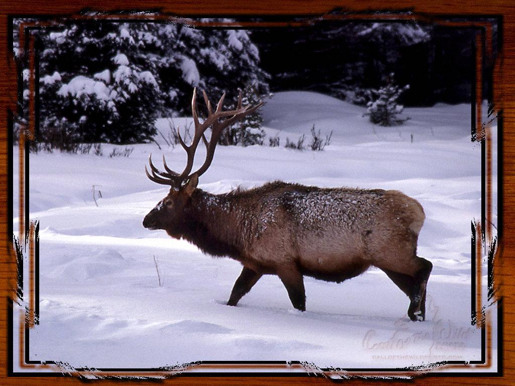 Yellowstone National Park: Elk Picture, Free Wallpaper