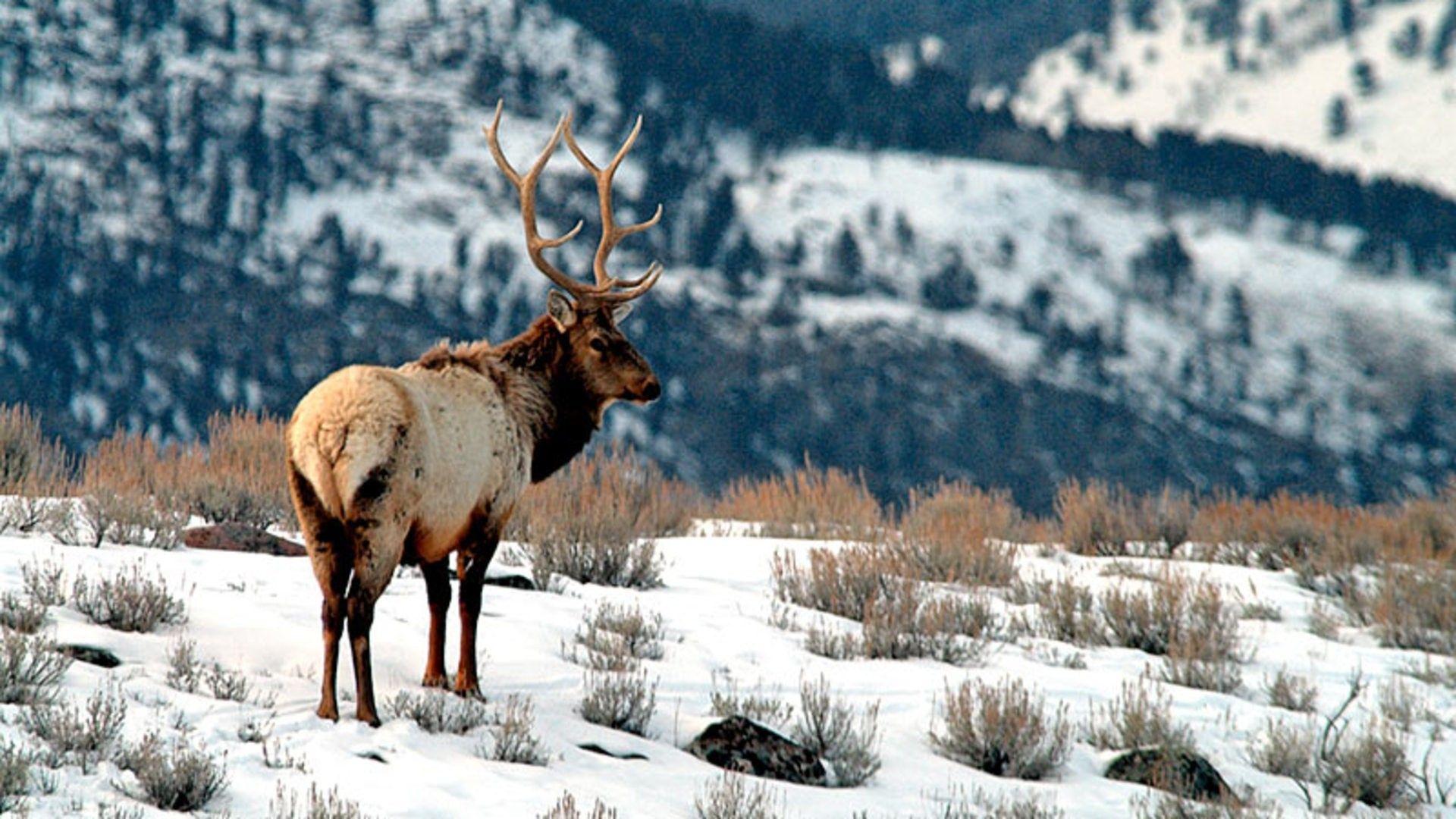 Snowy Elk Wallpaper