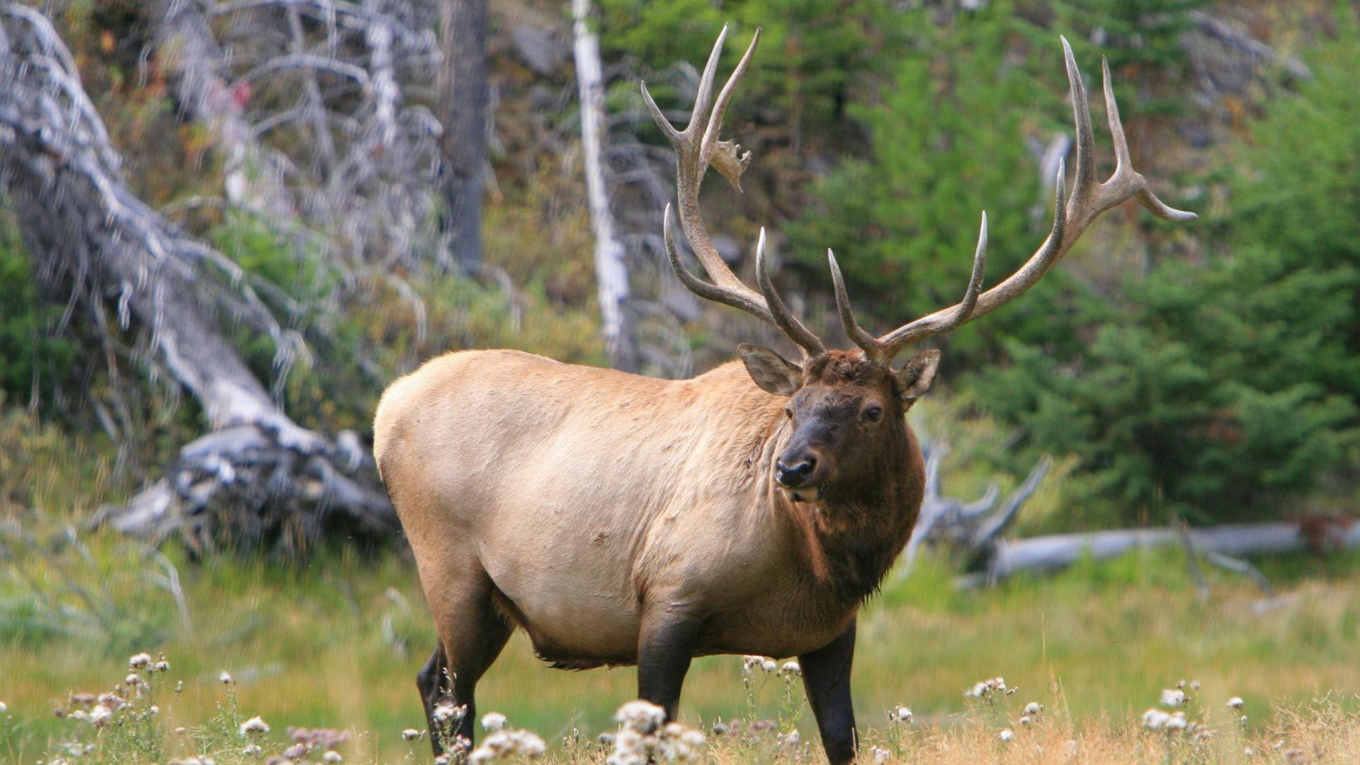 Bull Elk Wallpaper