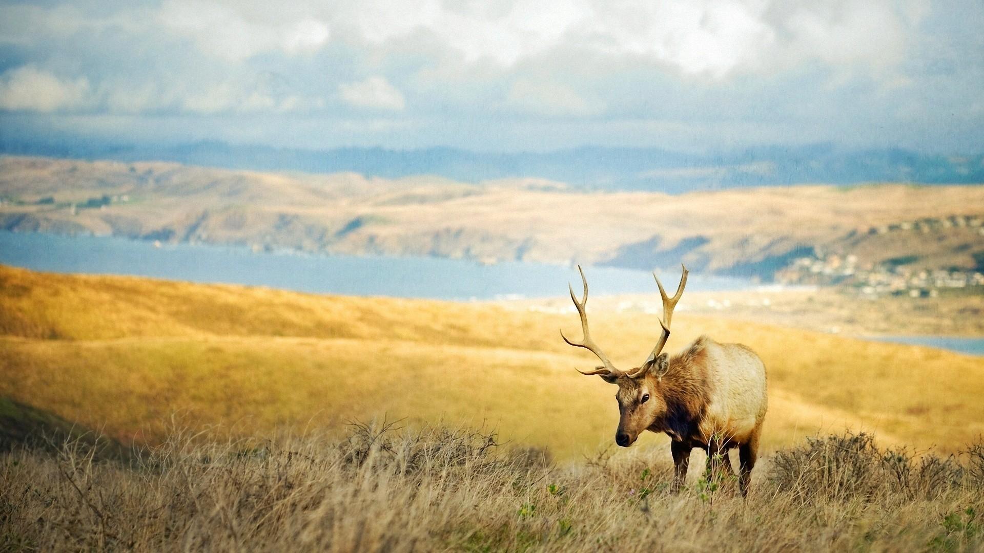 Bull Elk Wallpaper