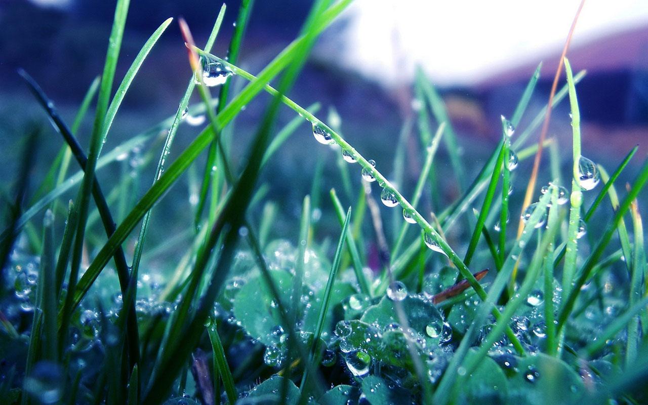 Plants raindrops and dew aesthetic Photography HD Wallpaper