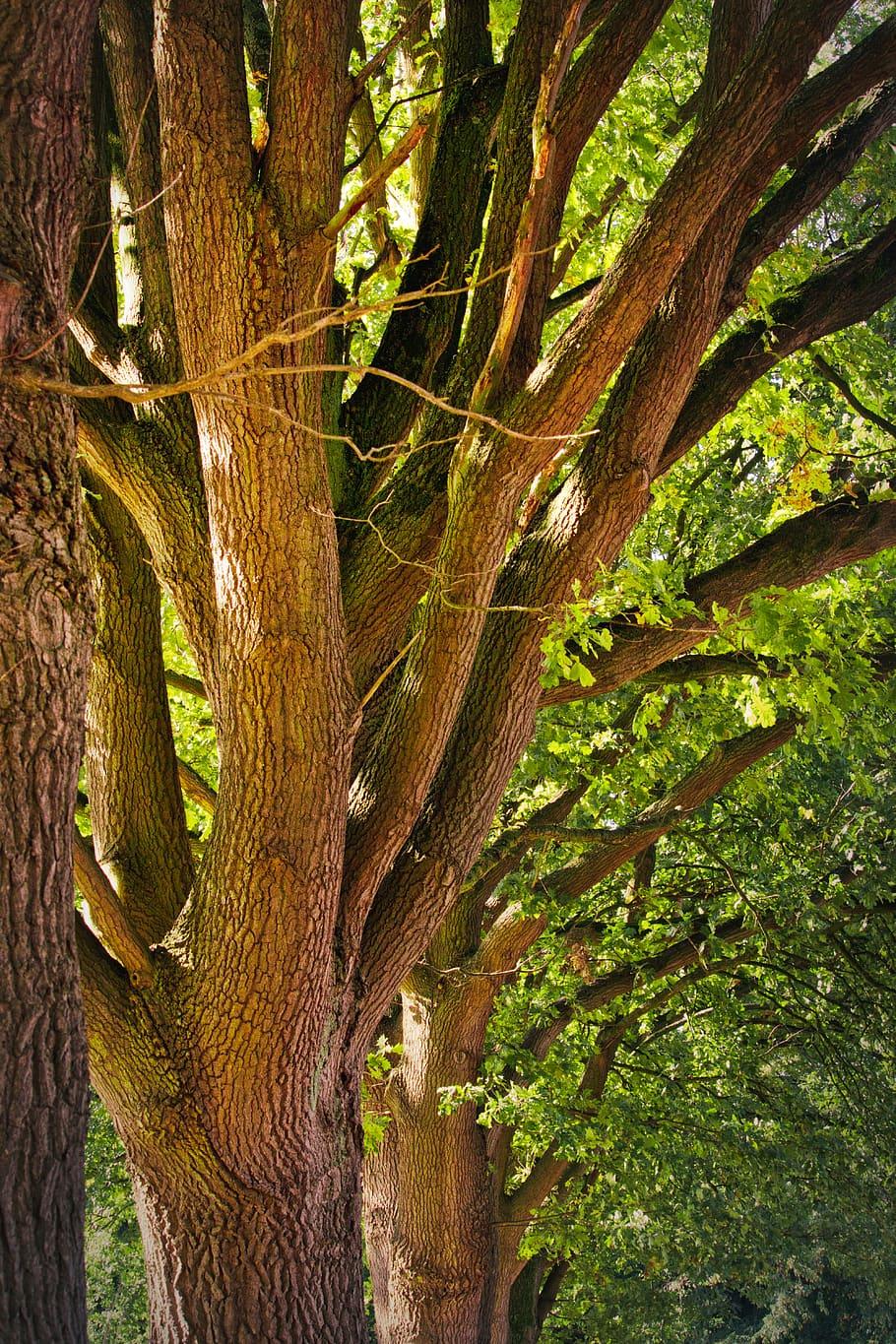 HD wallpaper: oak, tribe, leaves, tree, bark, landscape