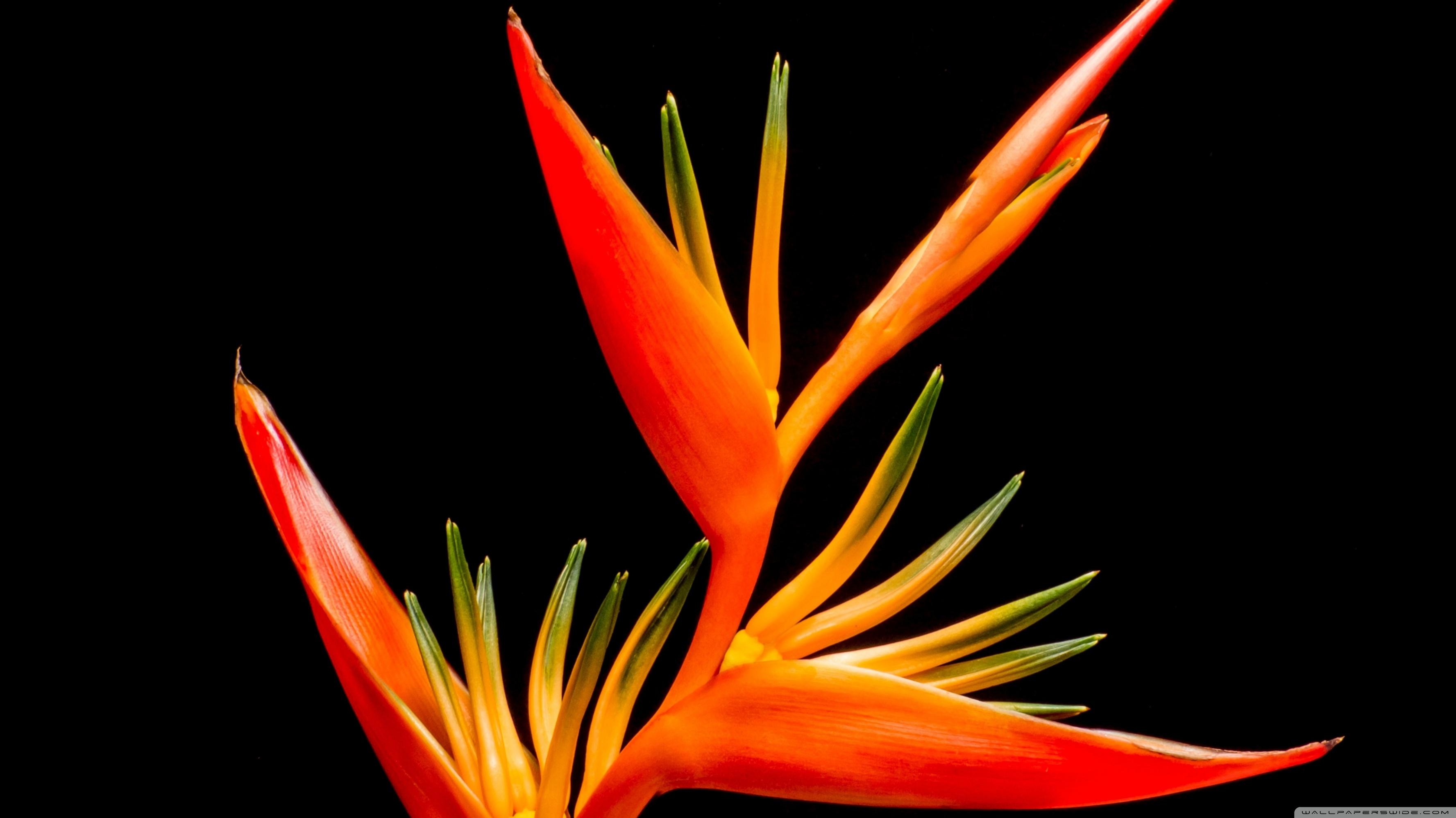 Bird Of Paradise Flower Exotic Plant ❤ 4K HD Desktop
