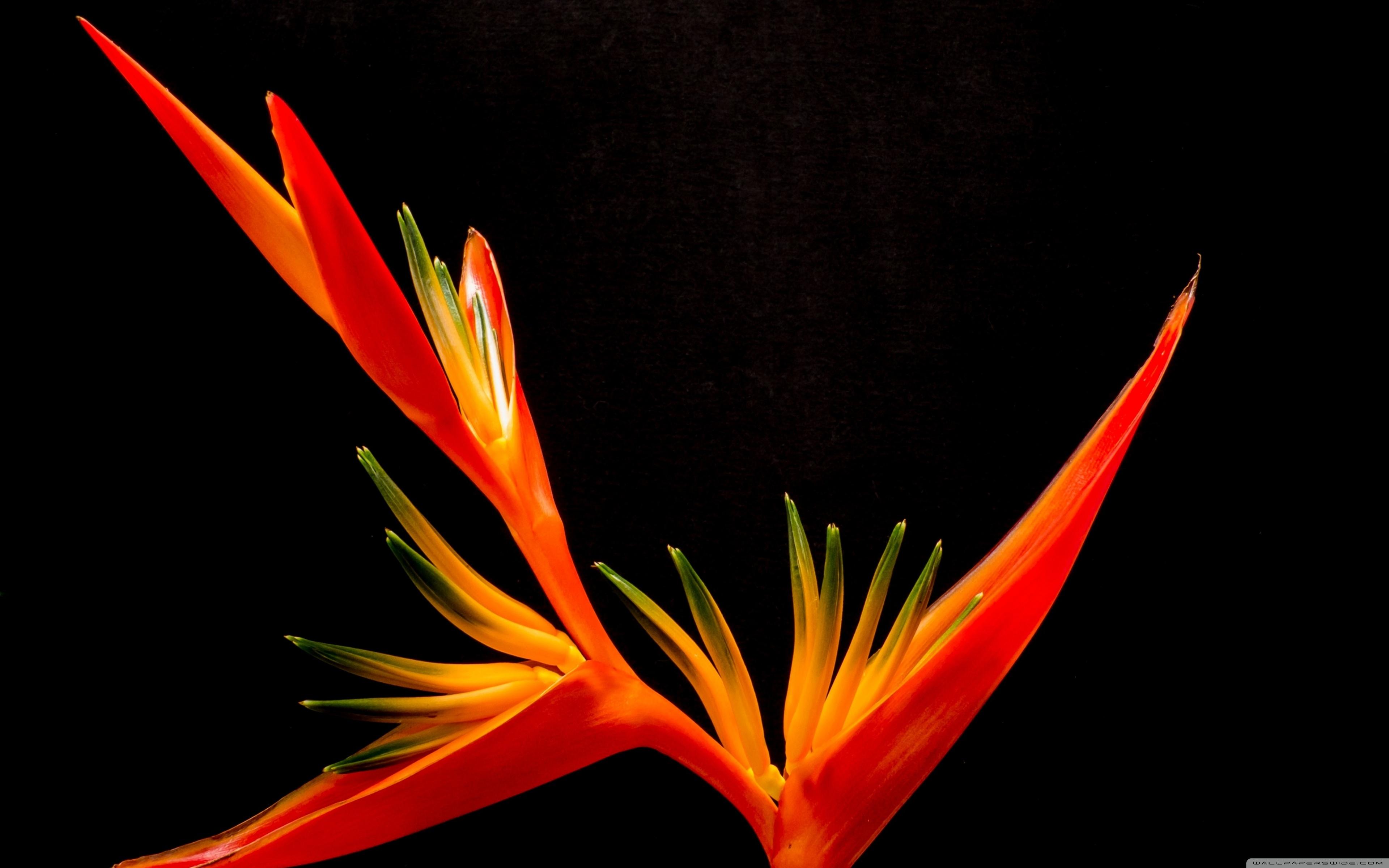 Bird Of Paradise Flower Ultra HD Desktop Background Wallpaper