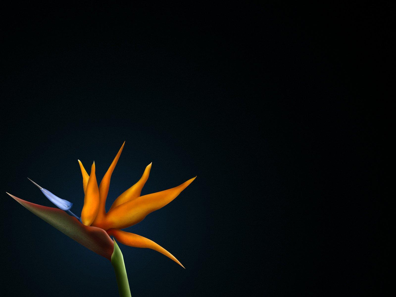 Bird of paradise Wallpaper and Background Imagex1200