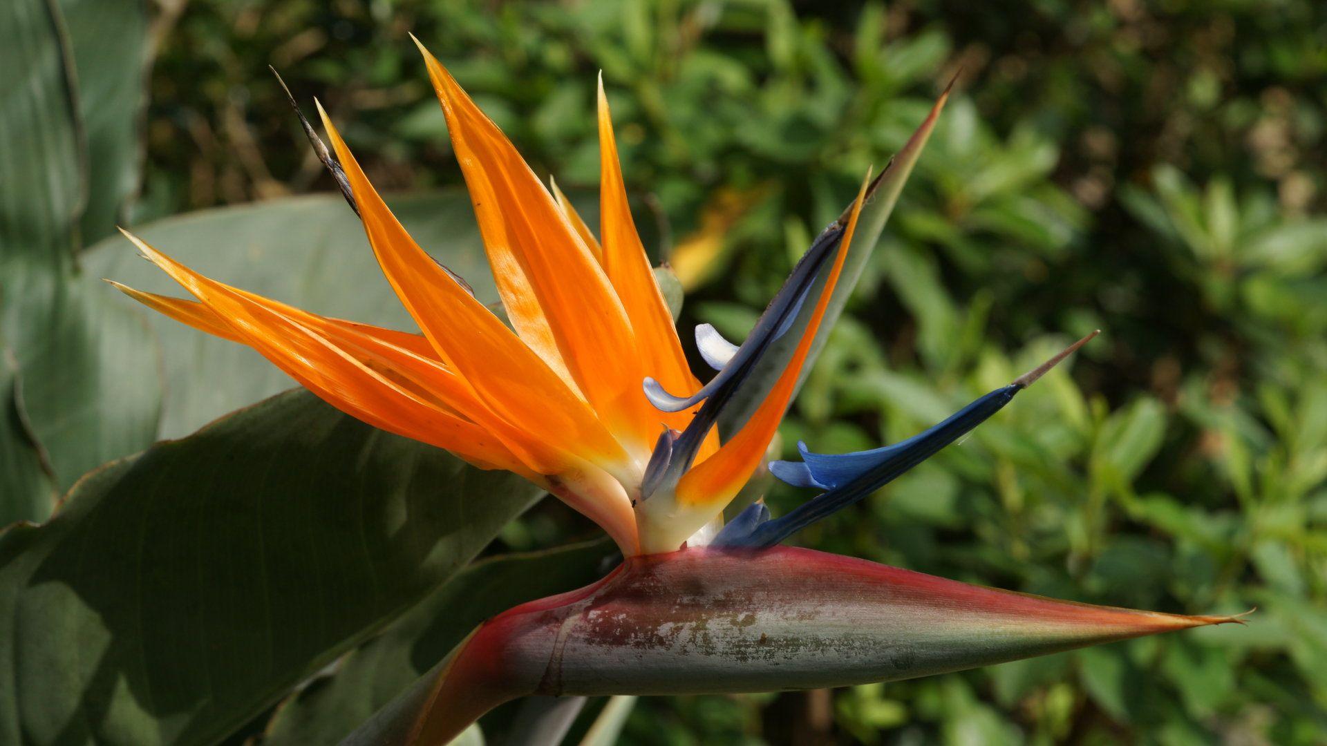 bird of paradise tropical flowers, philippines