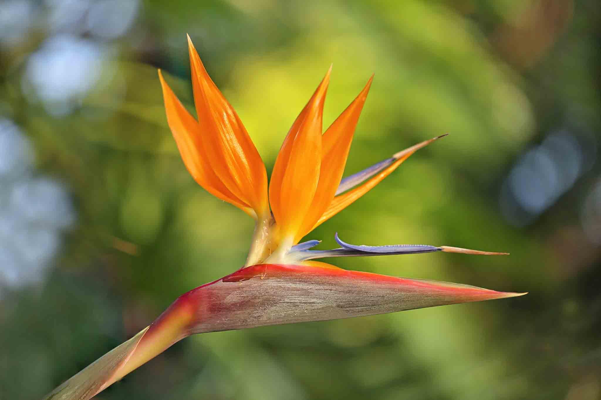 Birds Of Paradise HD Wallpapers - Wallpaper Cave