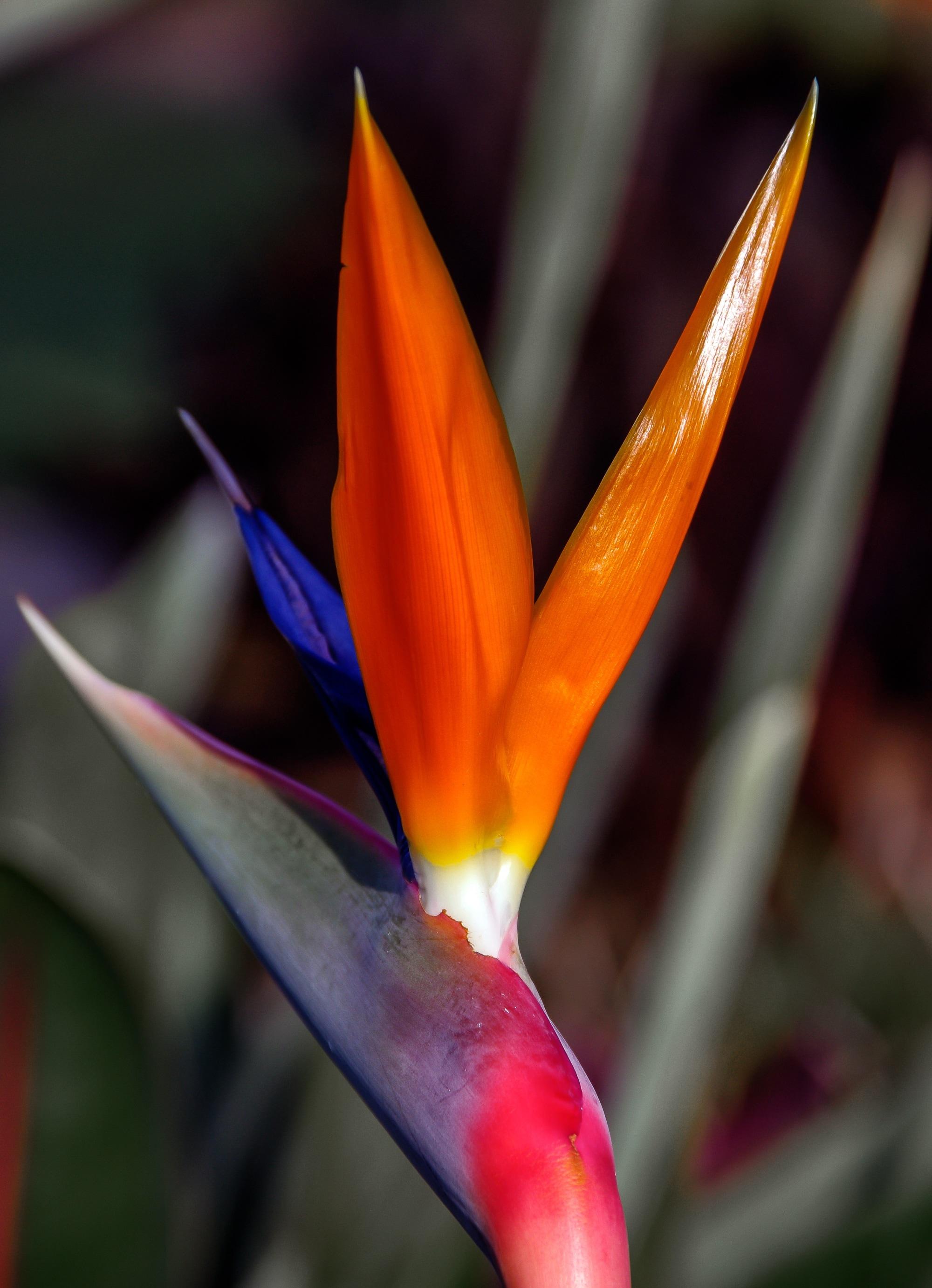 Birds Of Paradise Flower Preview - ดอกไม้ สวรรค์, Download