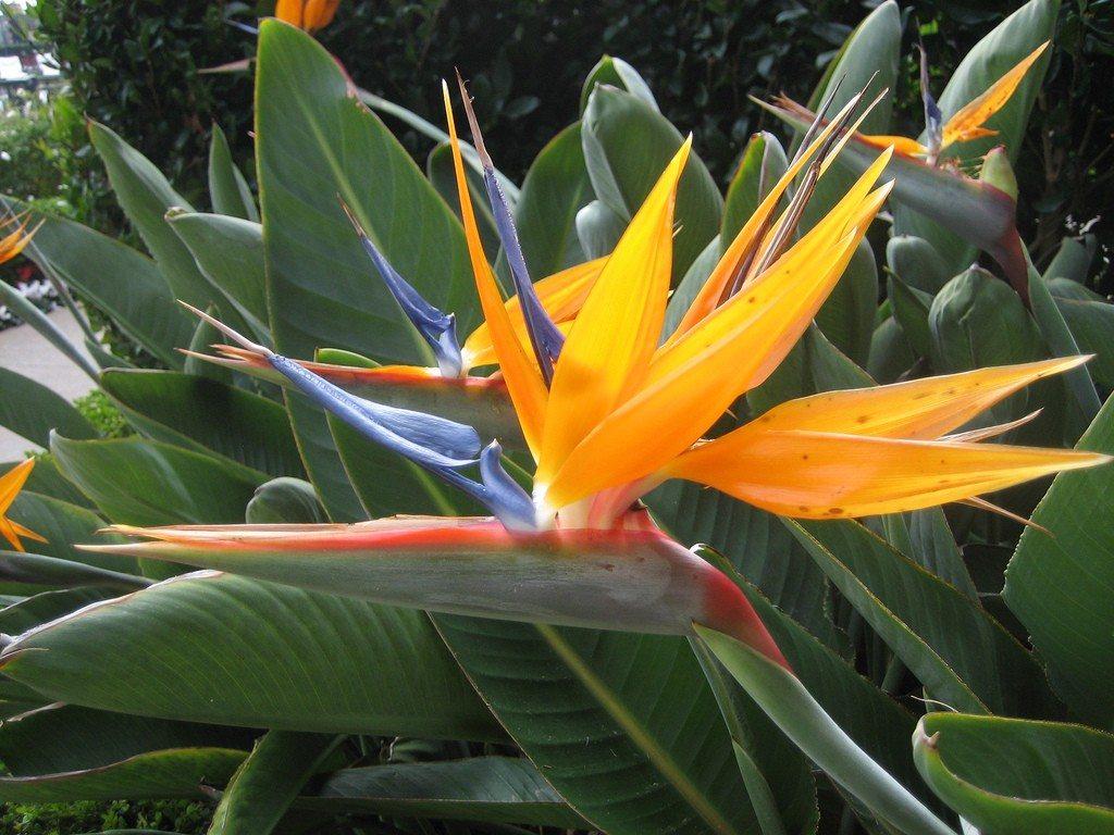 Bird Of Paradise Division To Divide A Bird Of Paradise