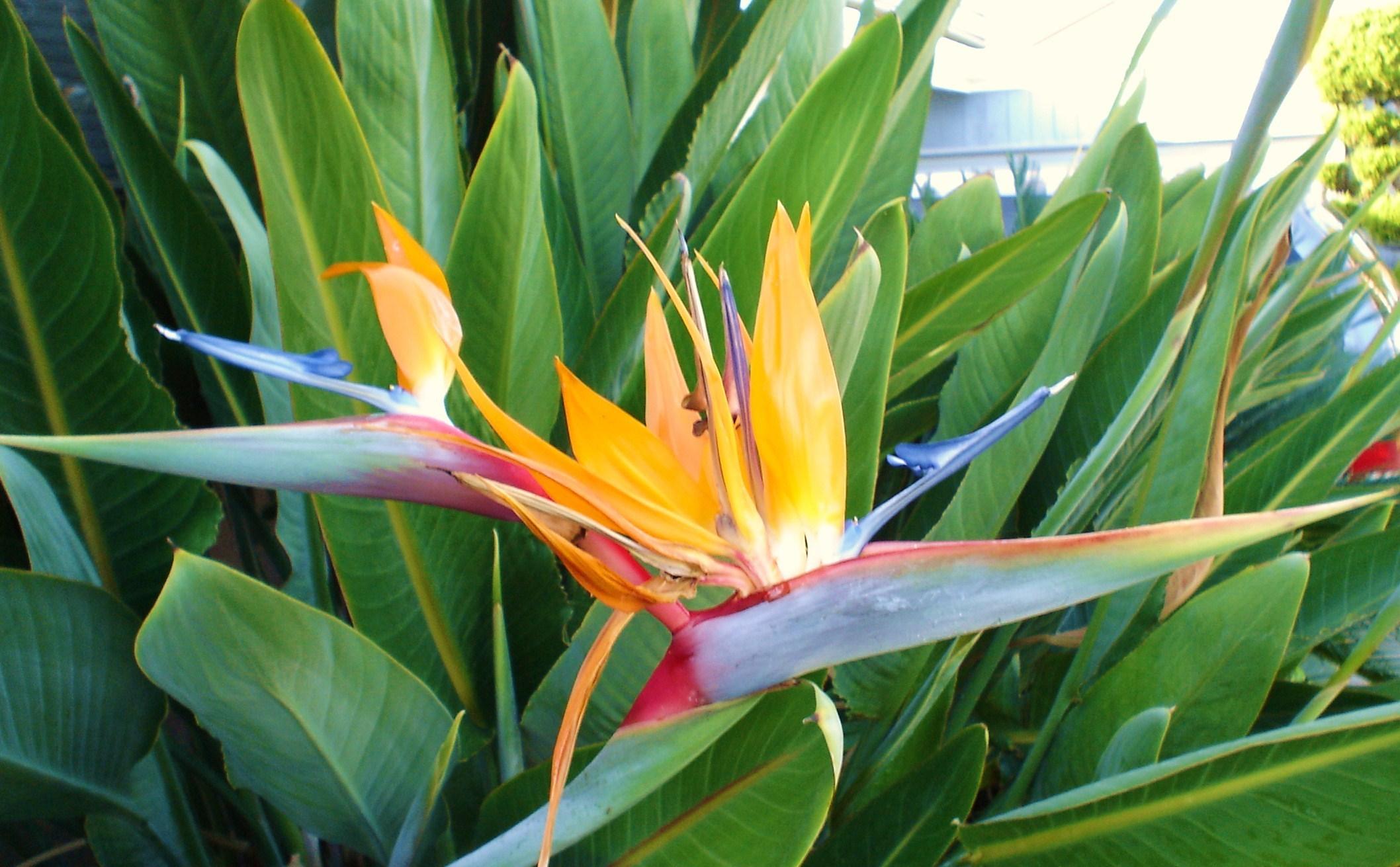 Free download Bird Of Paradise Flower HD Walls Find