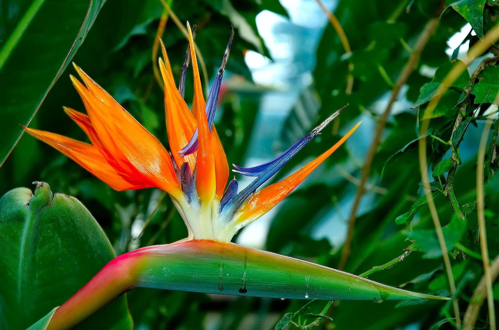 2036 bird of paradise wallpaper