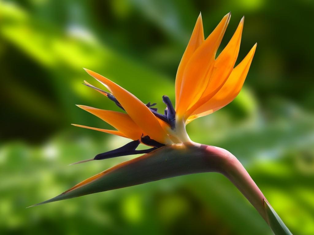 How to Grow a Bird of Paradise Indoors or Outdoors