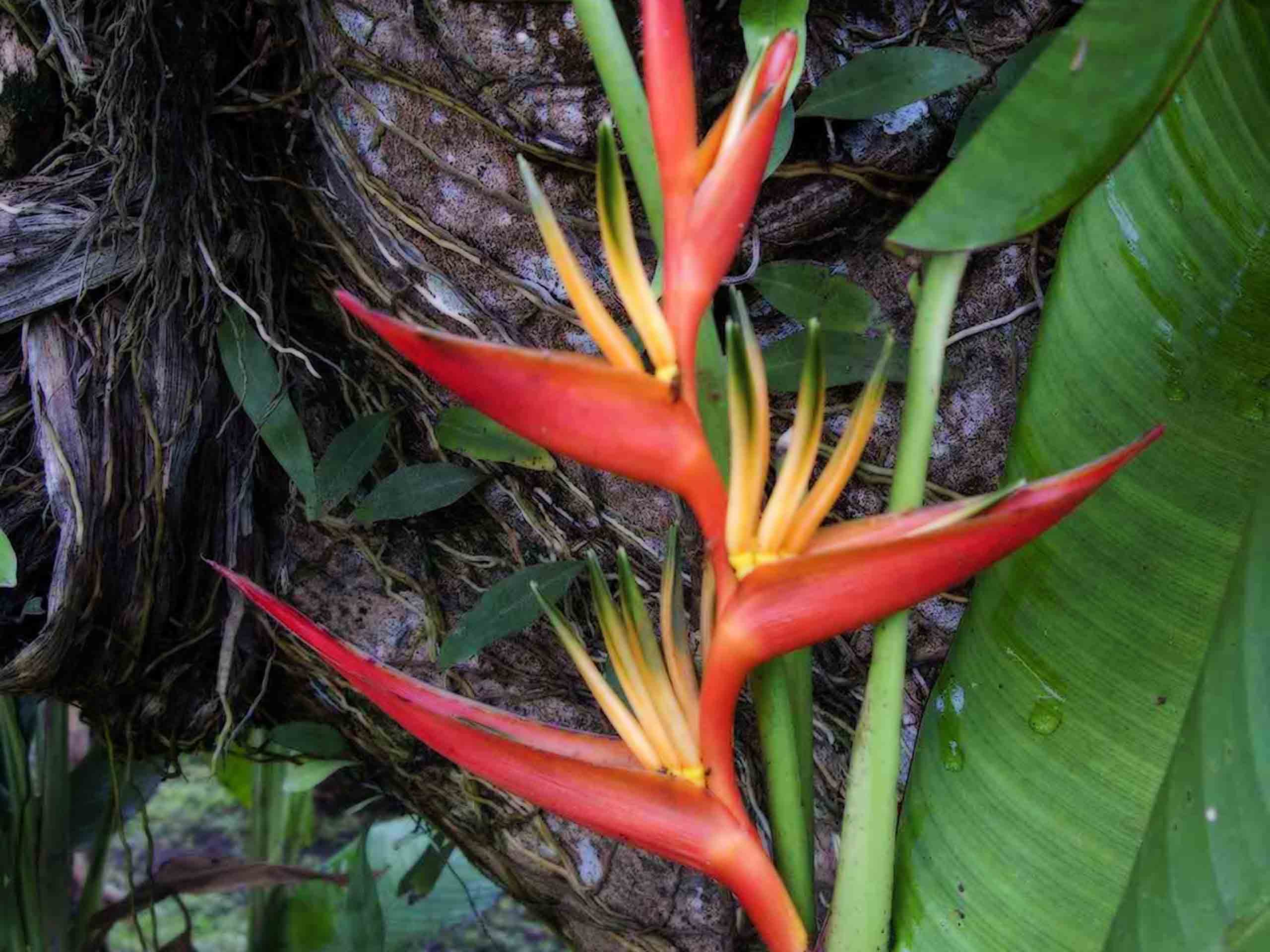 Free download bird of paradise flower img 1722jpg 2560x1920