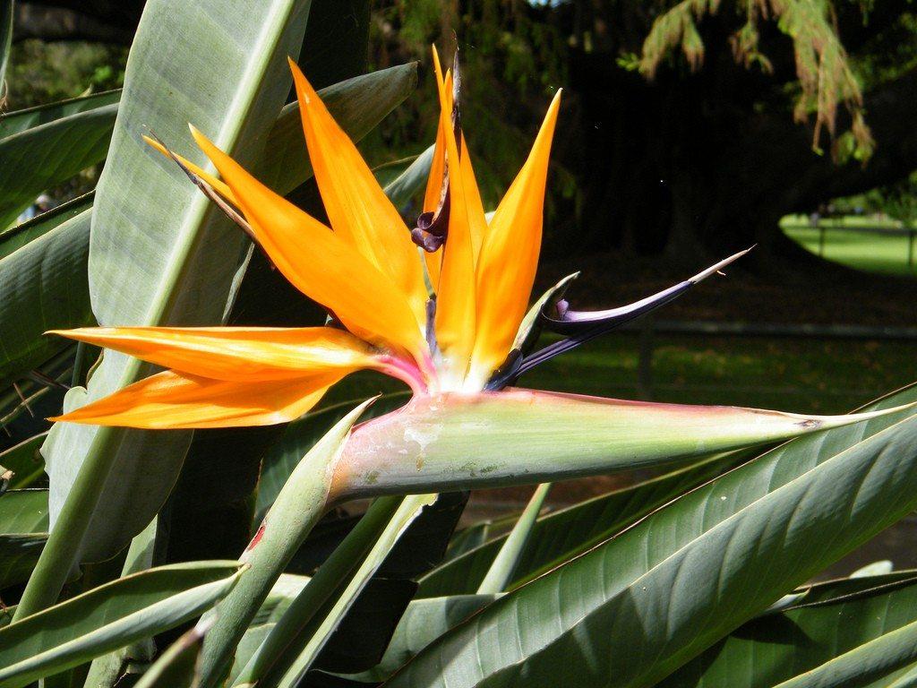 How To Help Bird Of Paradise Flower Bloom