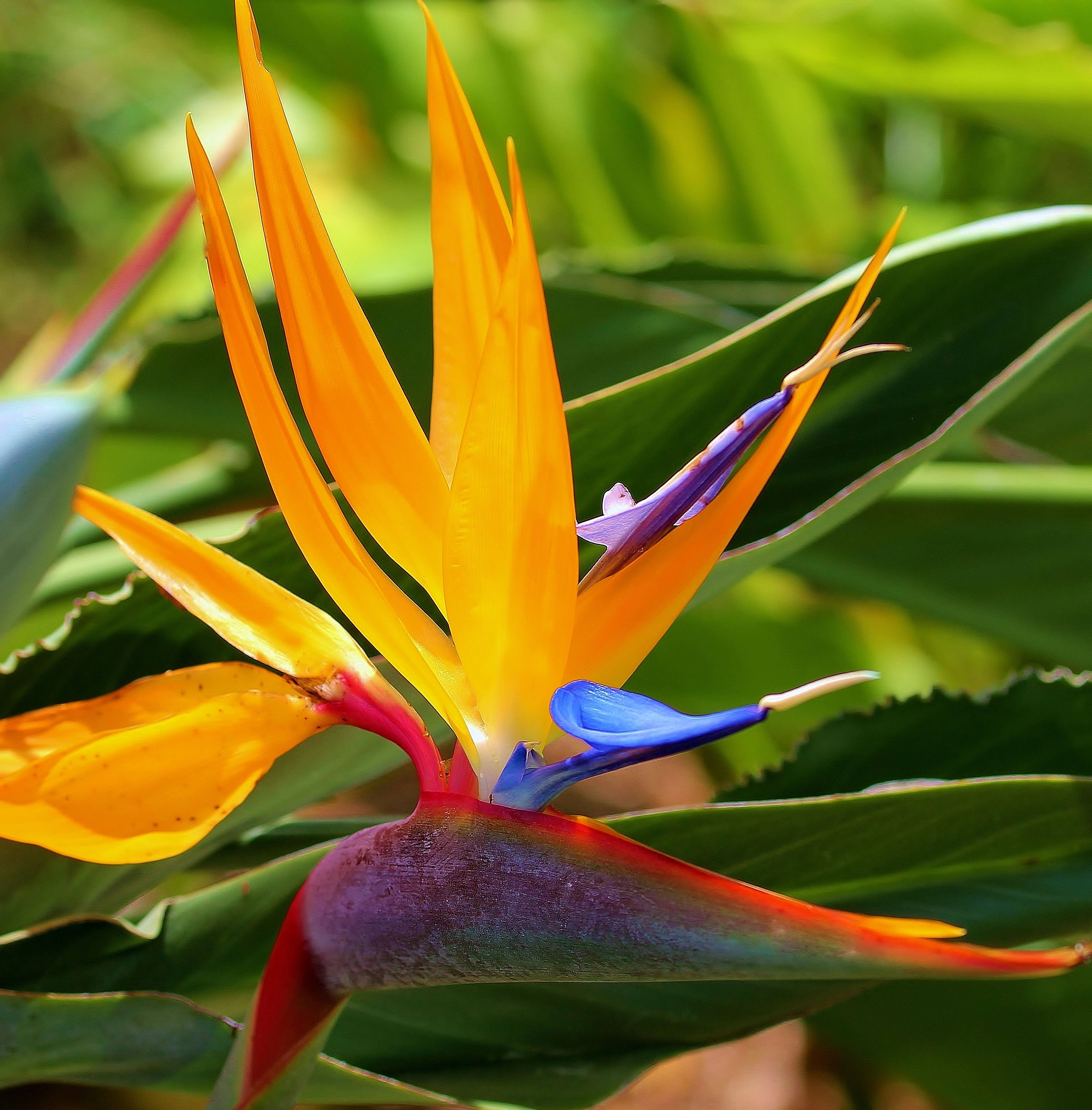 10 Greatest birds of paradise flower desktop wallpaper You Can Use It ...
