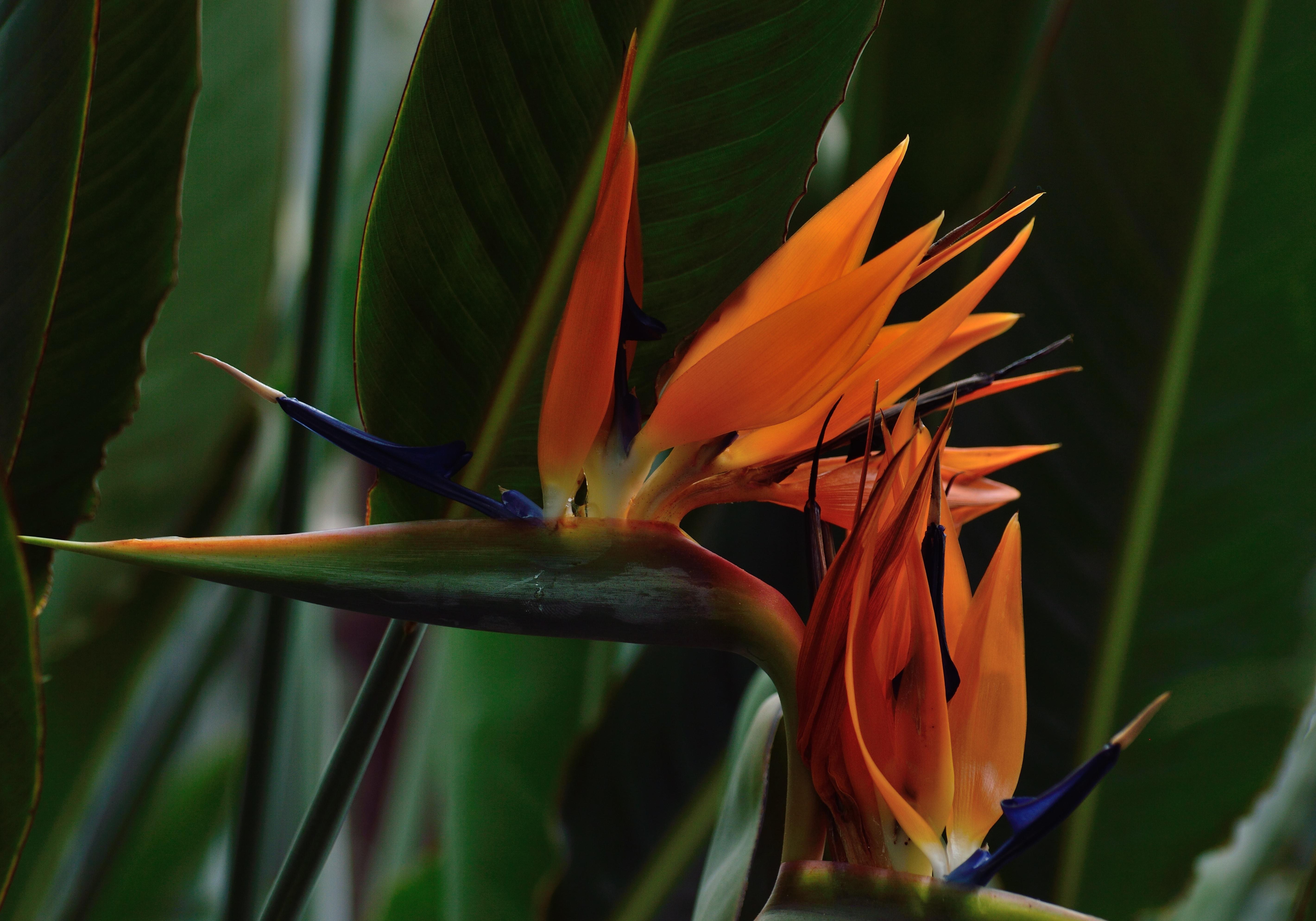 Bird Of Paradise, Flower, flower, growth free image