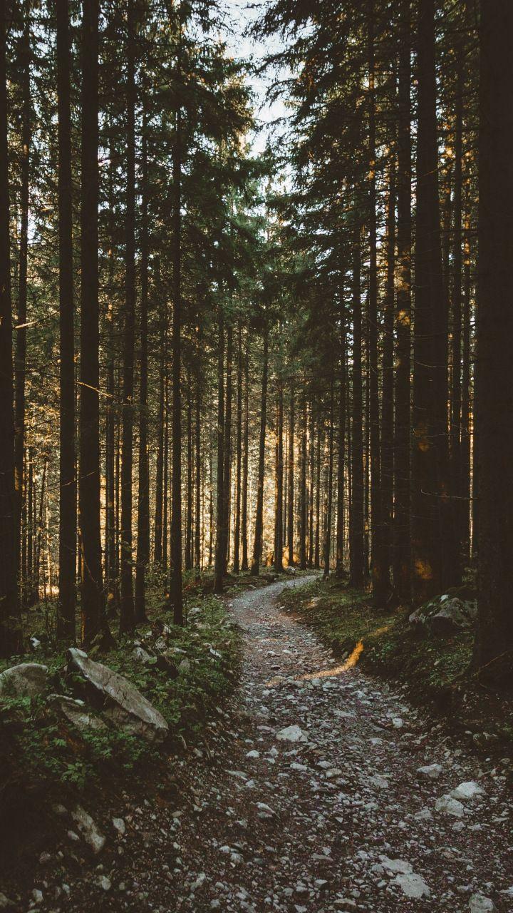 Sunbeams, morning, forest, pathway, nature, 720x1280 wallpaper. Nature photography, New nature wallpaper, Nature wallpaper
