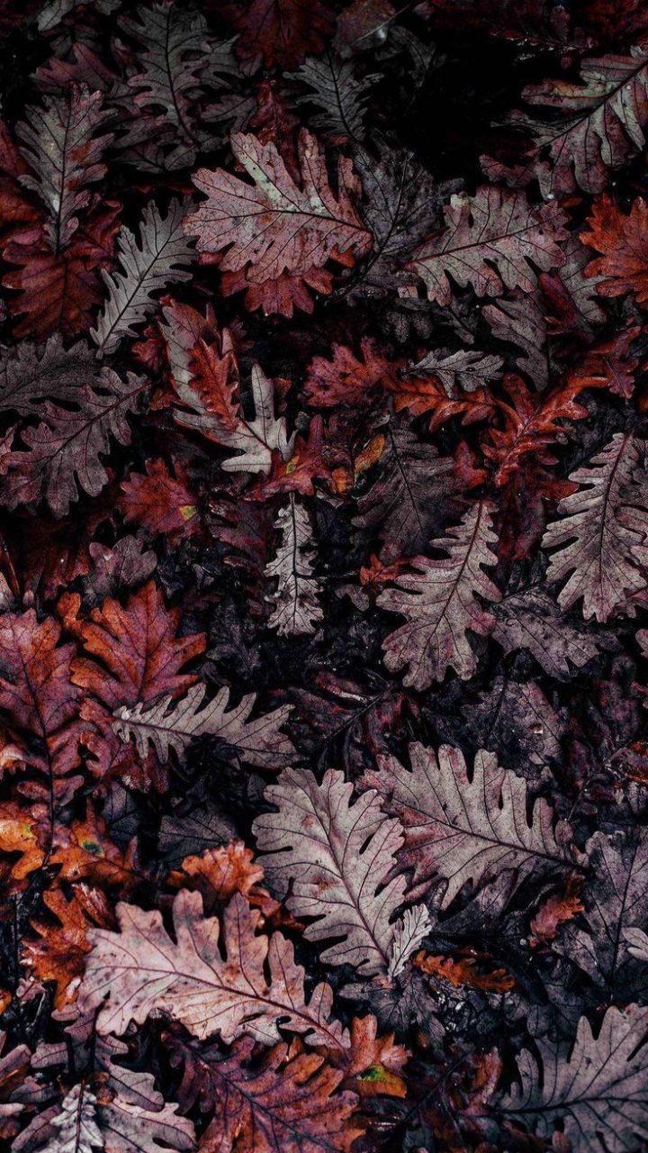 Aesthetic Autumn Lockscreen Free Wallpaper & Background