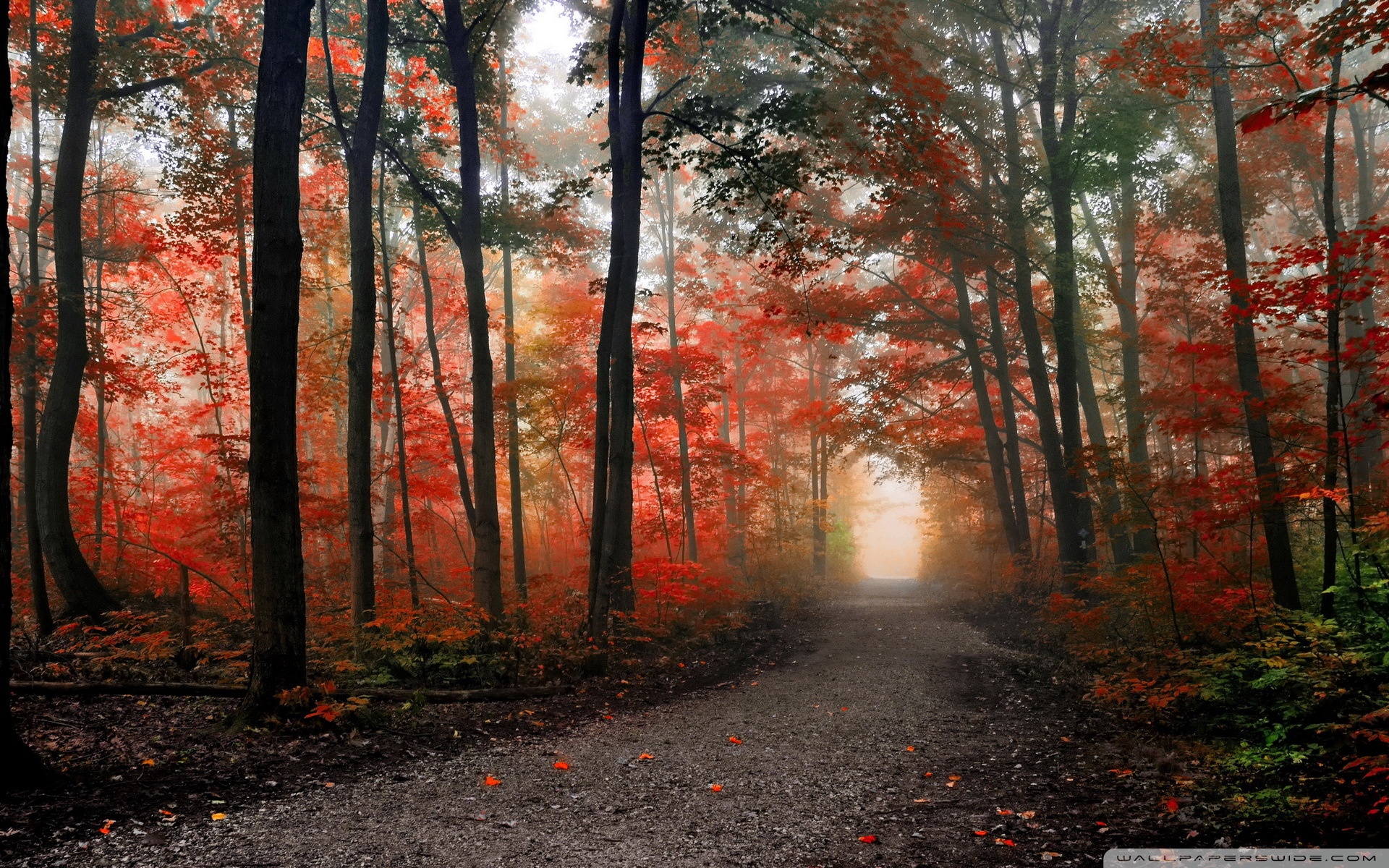 Beautiful Forest Path Autumn ❤ 4K HD Desktop Wallpaper