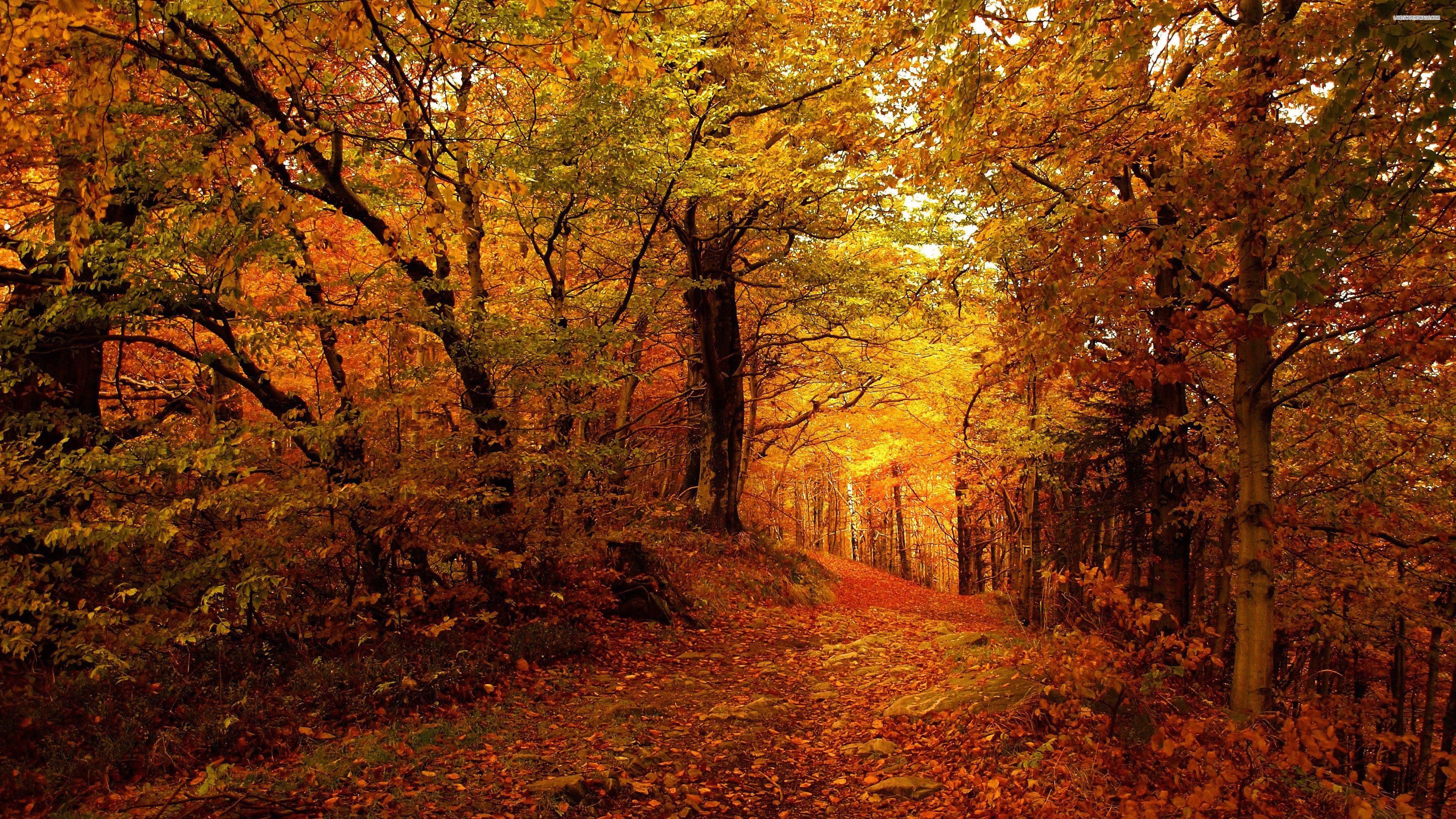 Forest path in the golden autumn wallpaper. It's FALL
