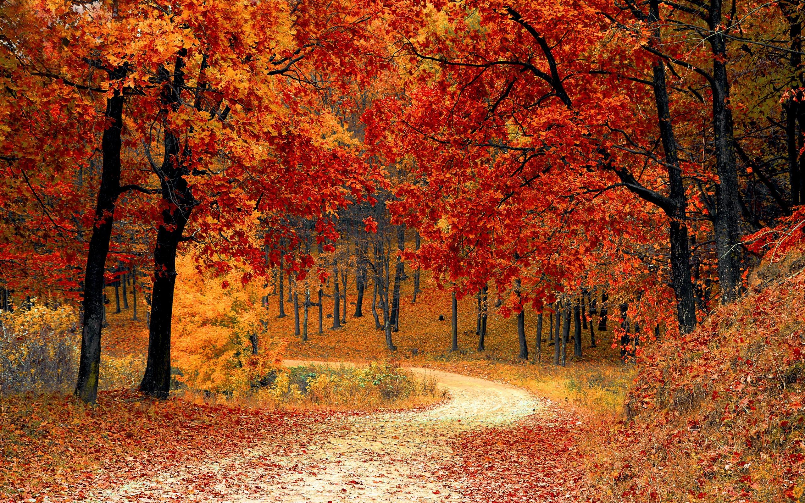 Autumn Forest Path Wallpapers - Wallpaper Cave