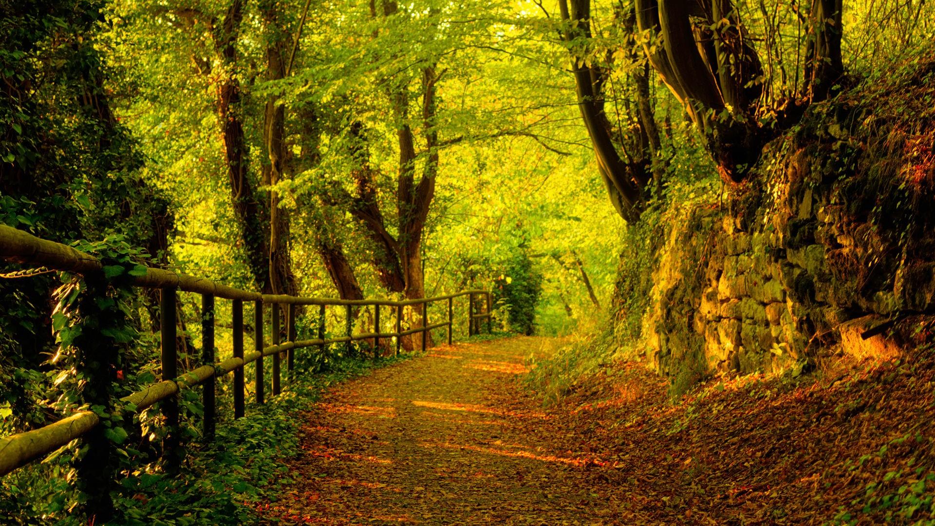 Trees, Autumn, Season, Forest, Path, High, Resolution