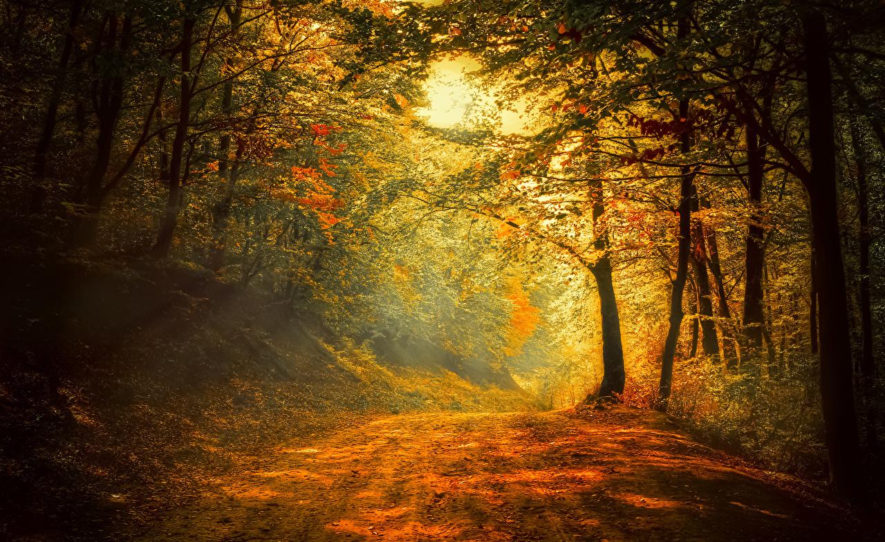Desktop Wallpaper path Nature Autumn Forests Trees Seasons