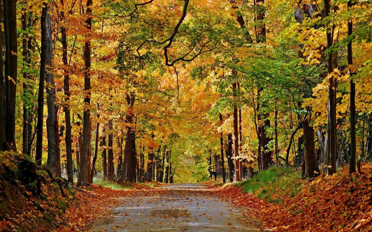 Nice Autumn Forest Path Leaves wallpaper. Nice Autumn