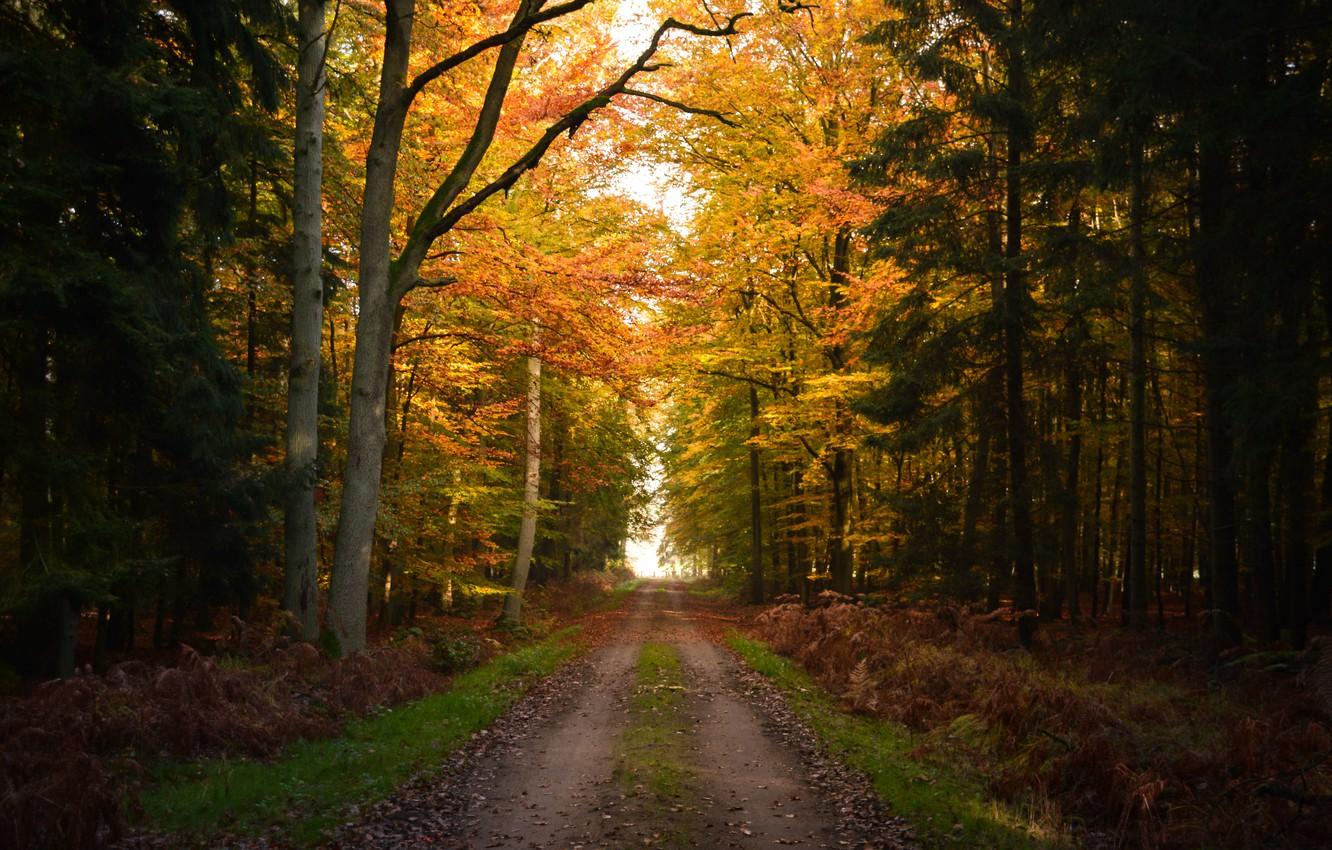 Wallpaper Autumn, Forest, Trail, Fall, Autumn, Grove, Forest, Path image for desktop, section природа
