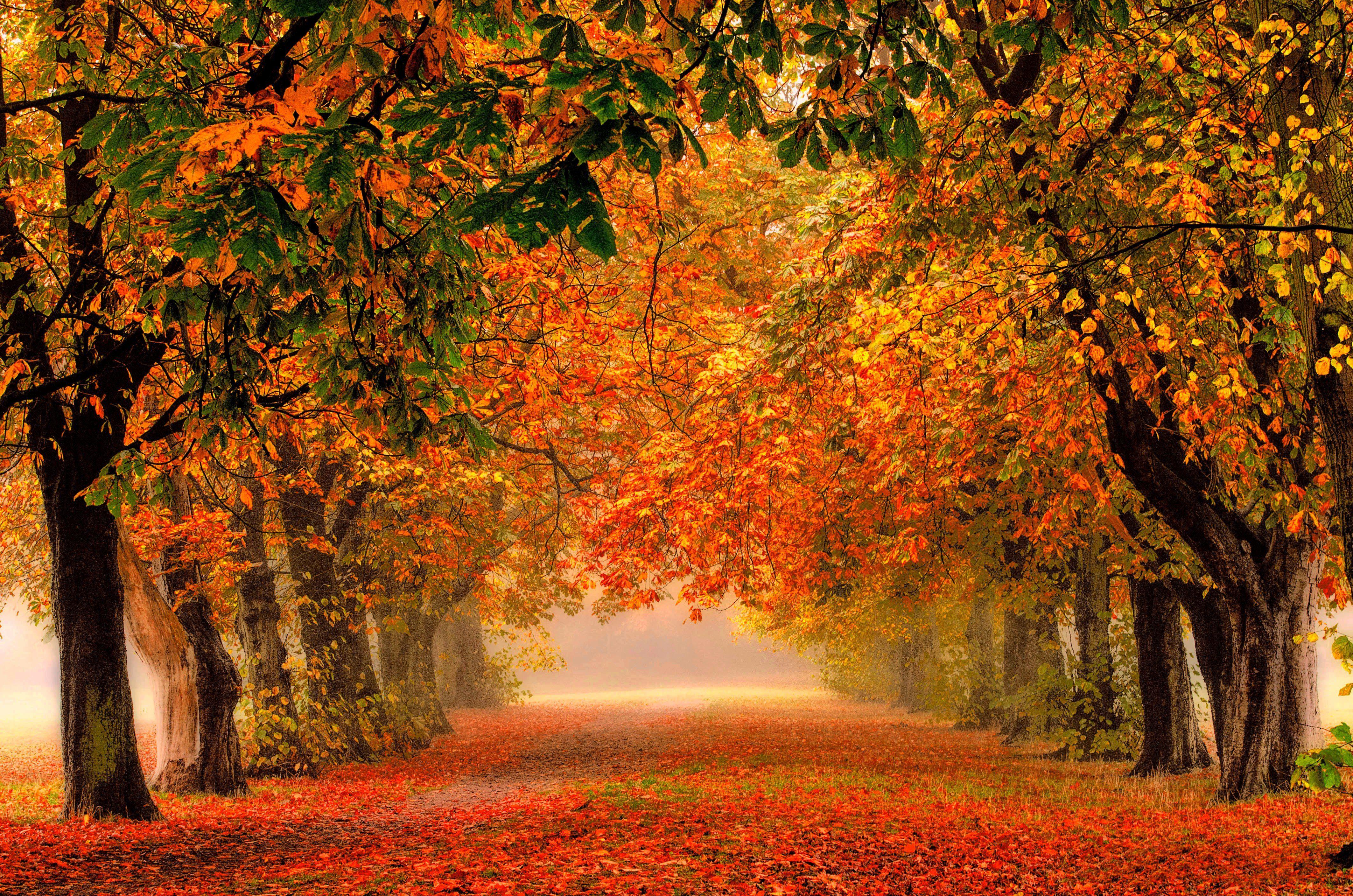 Image result for autumn forest path wallpaper. Nature