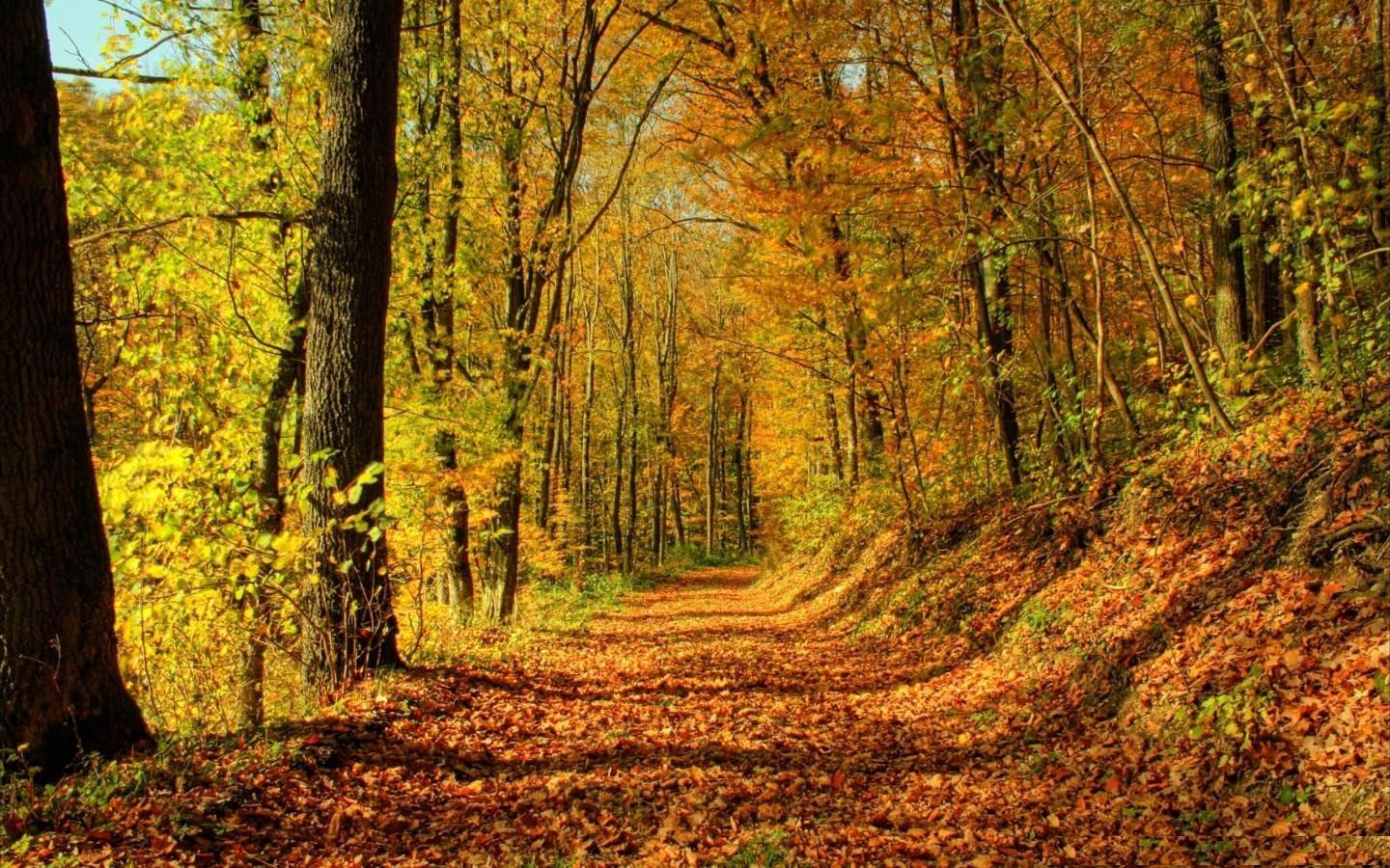 Nature, Trees, Autumn, Forest, Path, High, Resolution