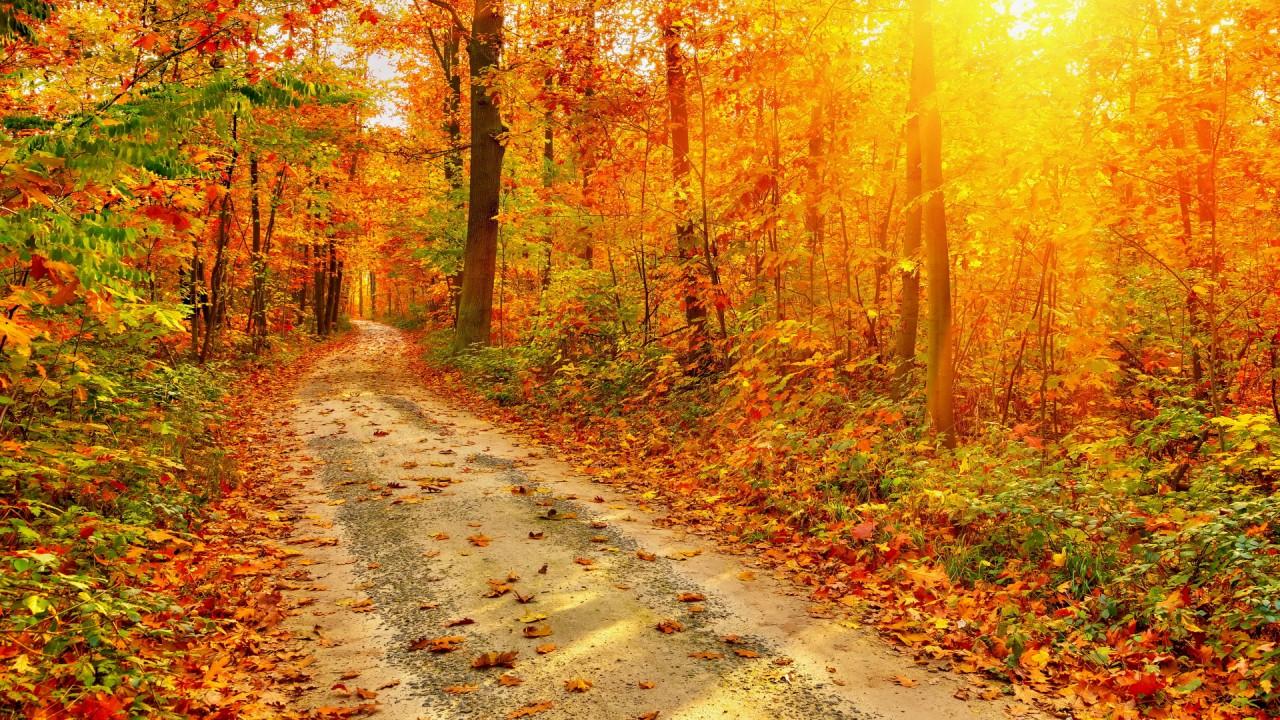 Autumn Forest Path Sun Beams wallpaper. Autumn Forest Path