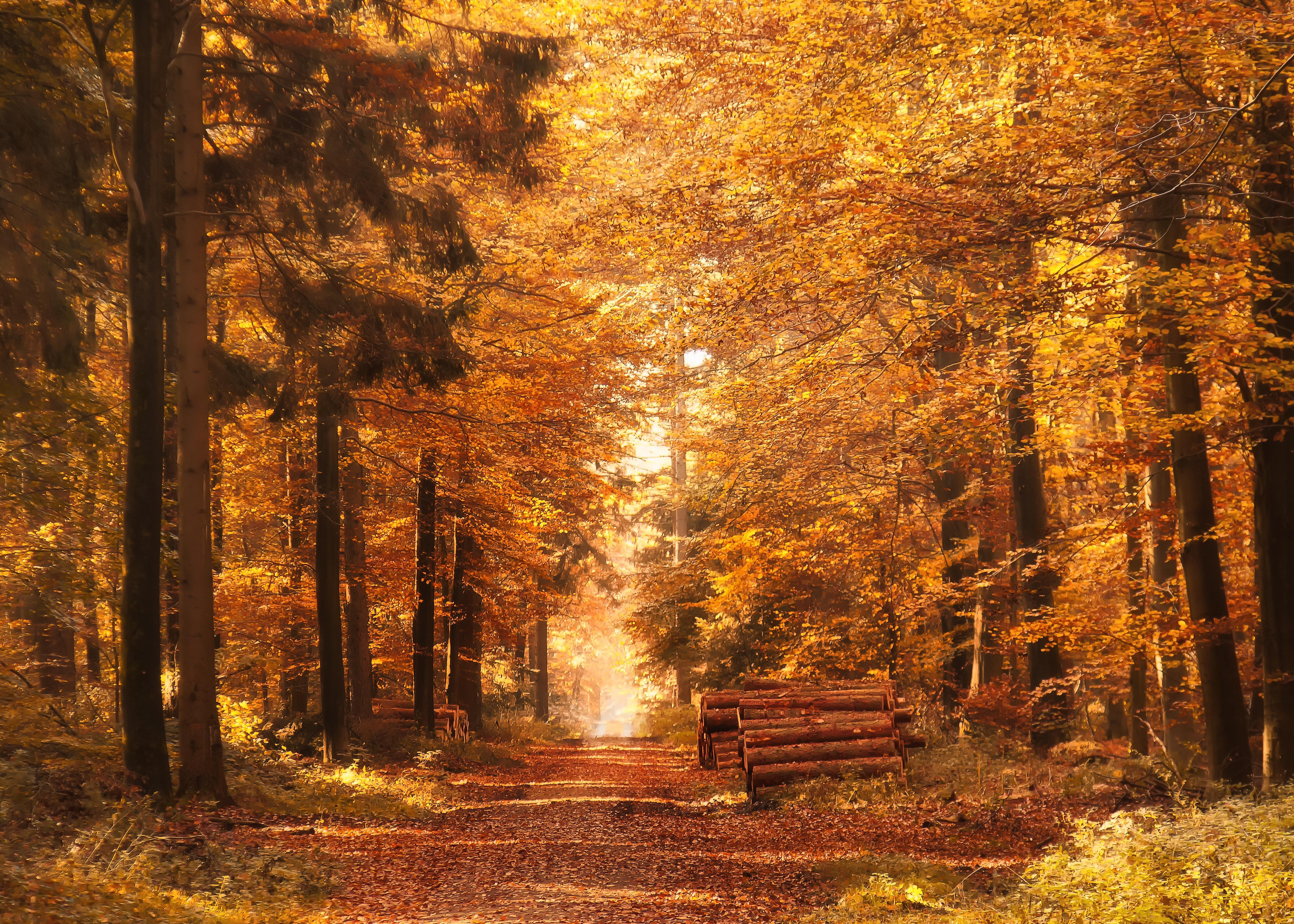 Forest Path, Autumn, Fall Leaves, Mood, autumn, forest free