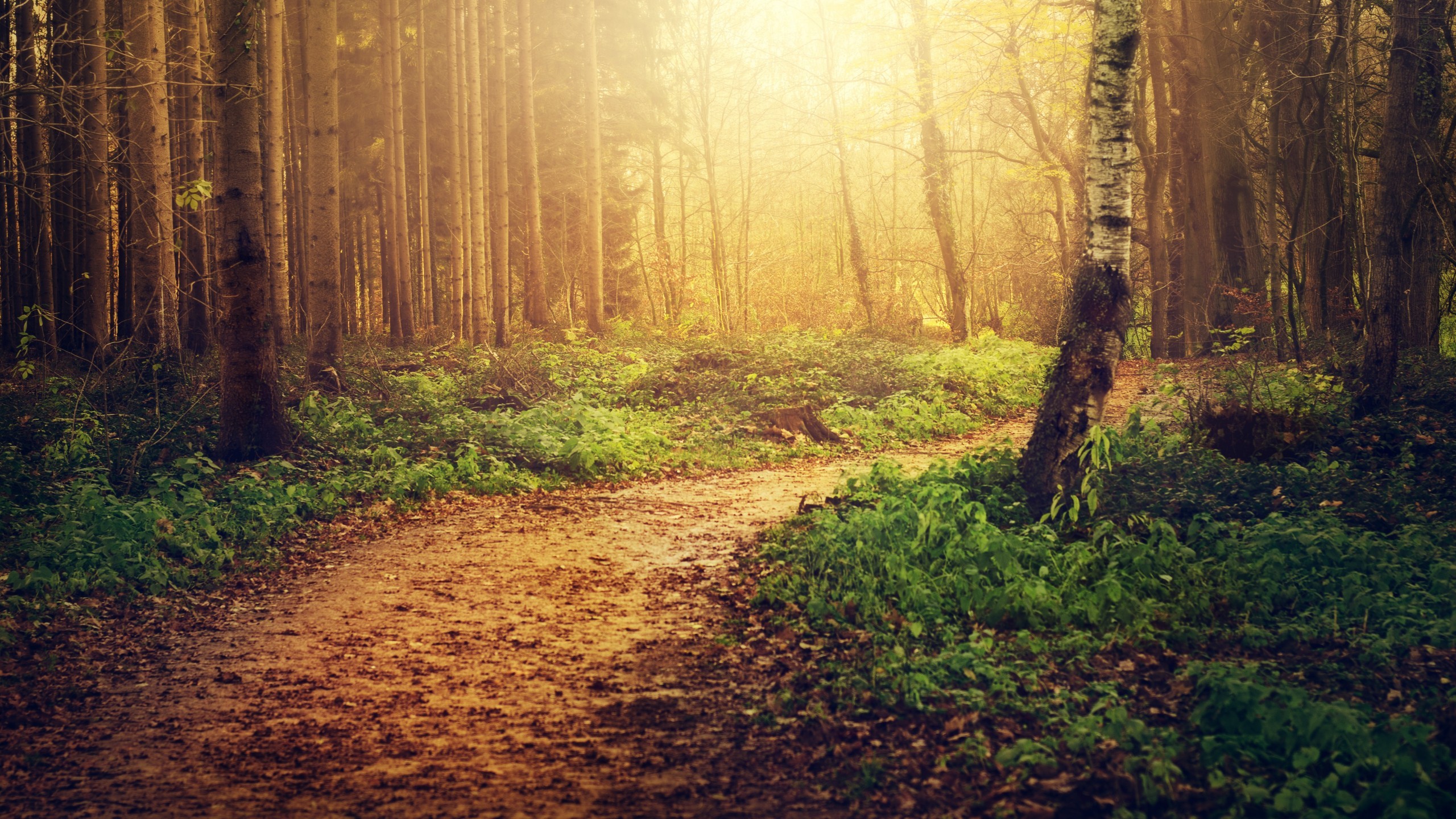 Download 2560x1440 Fall, Forest, Path, Sunlight, Trees