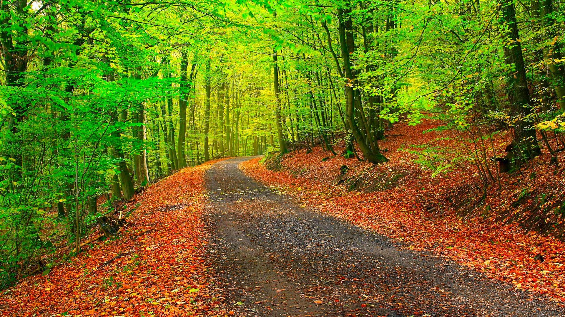 Forest Path Autumn Trees and Fallen Leaves Wallpaper