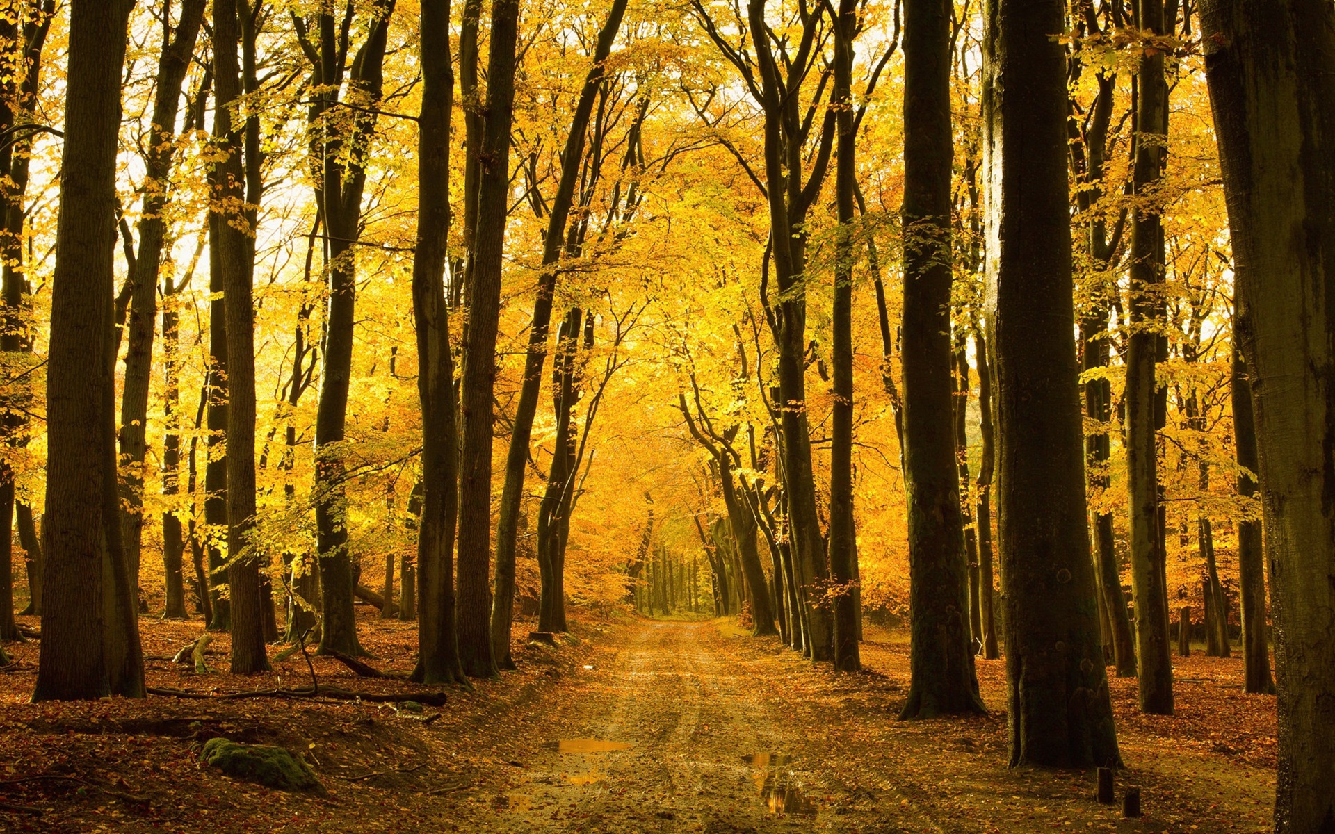 Wallpaper Autumn, forest, trees, path 1920x1200 HD Picture