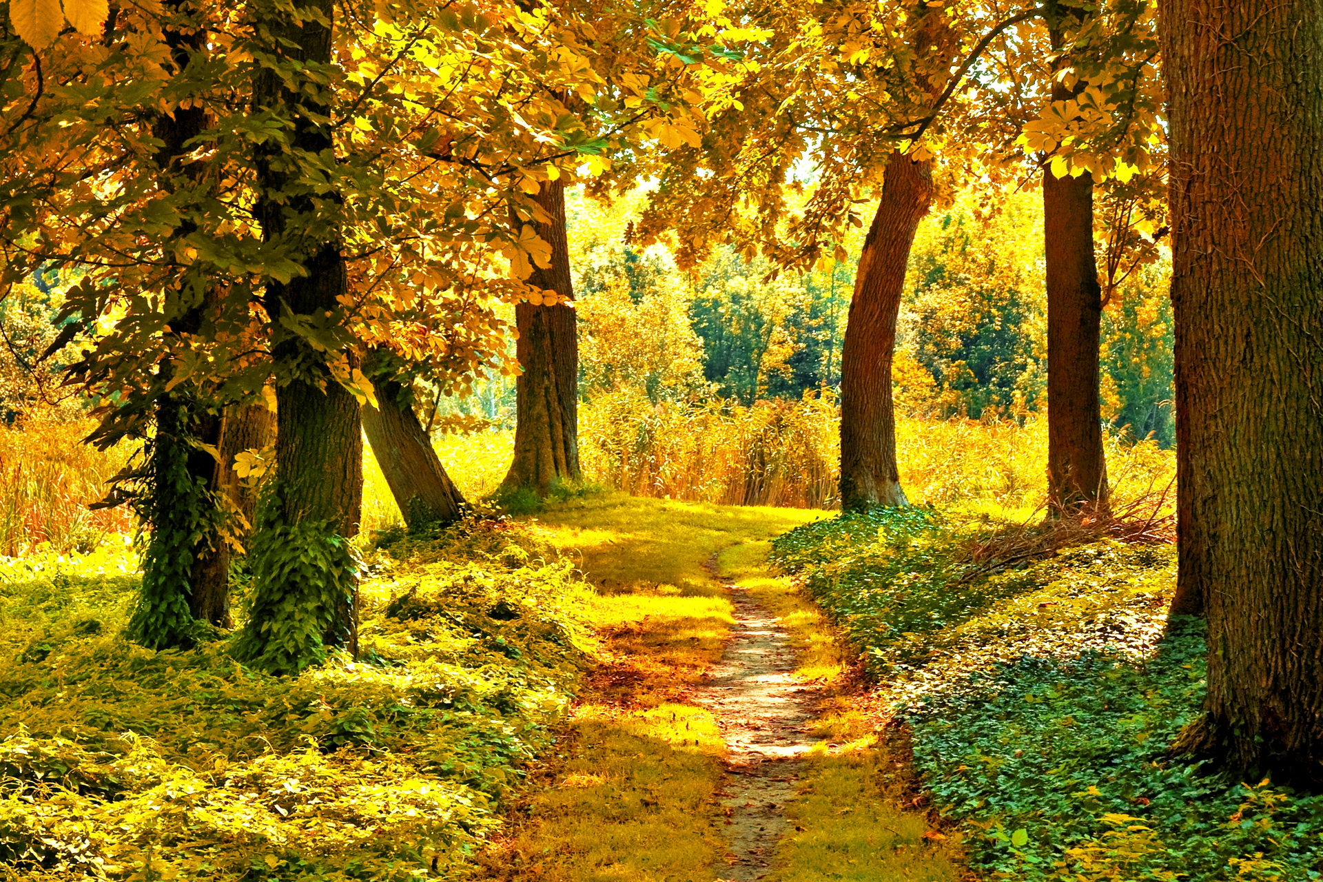 nature, Landscapes, Trees, Forest, Path, Pathway, Autumn