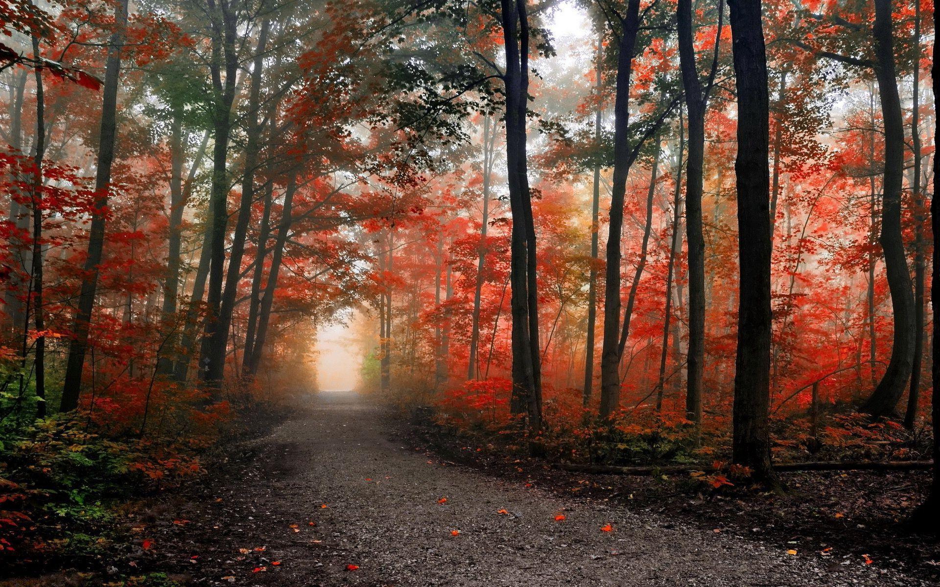 HD Path in the foggy autumn forest Wallpaper. Download Free