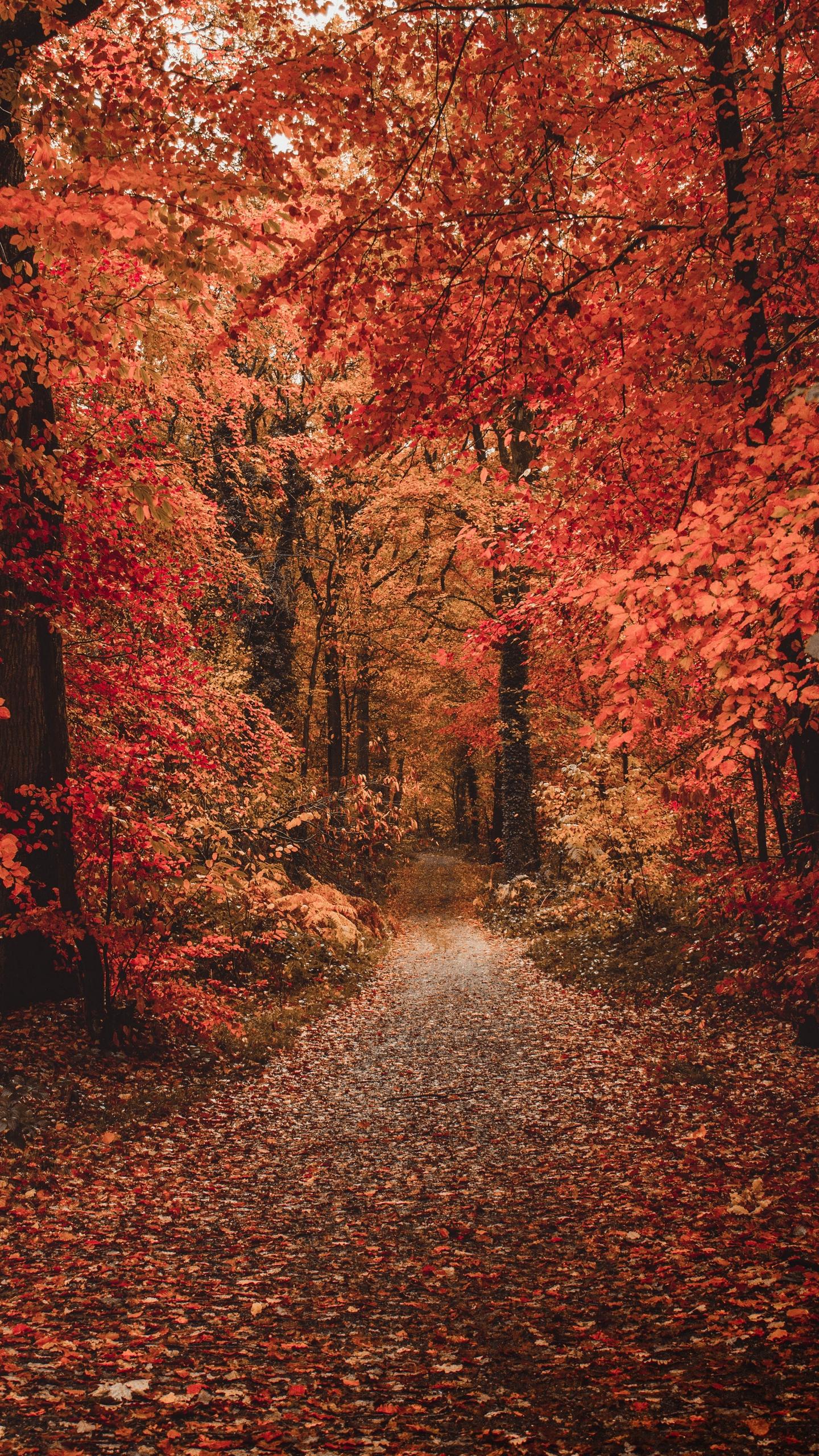 Download wallpaper 1440x2560 autumn, forest, path, foliage