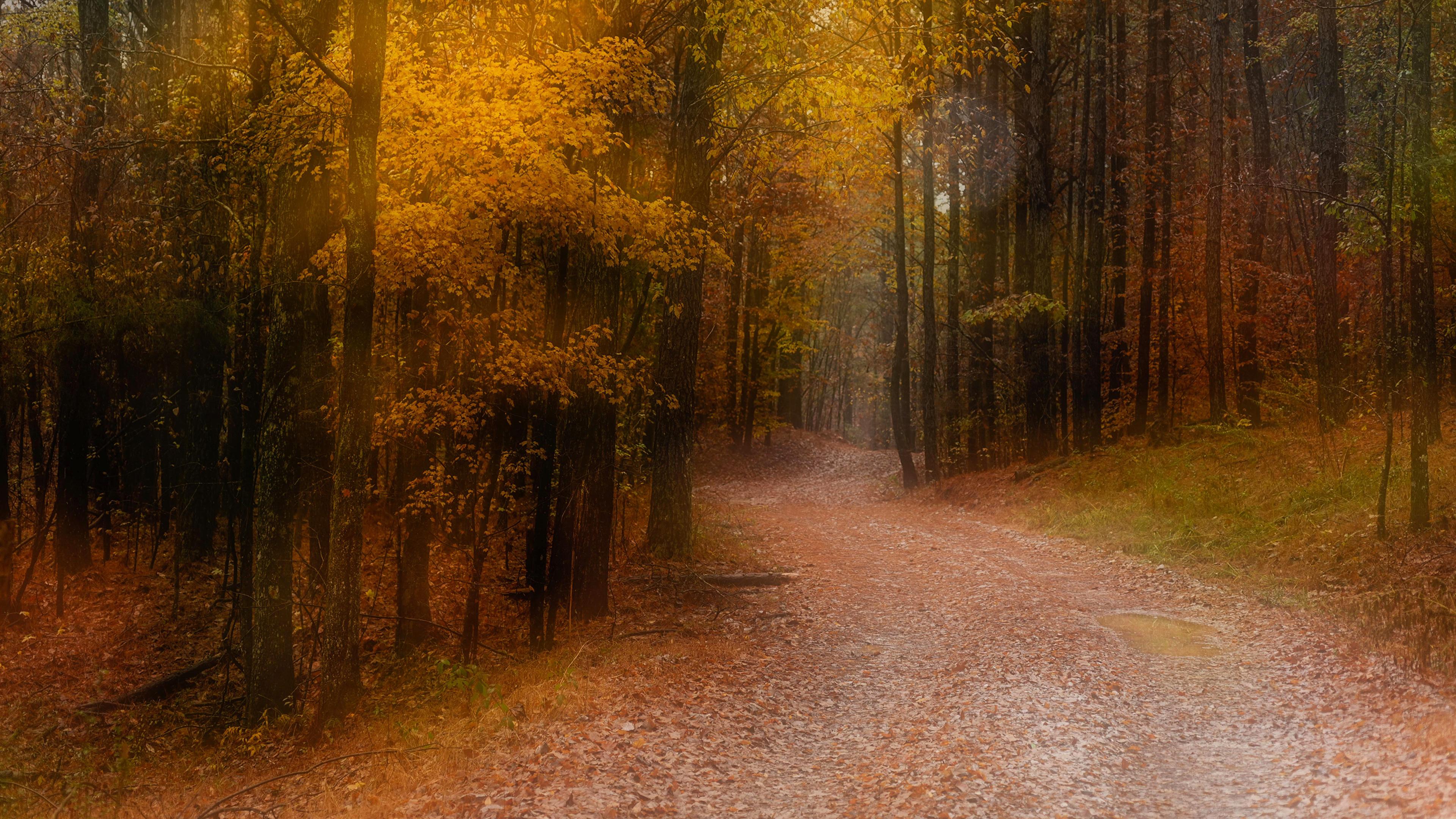 Desktop Wallpaper Trail Nature Autumn Forests Trees 3840x2160